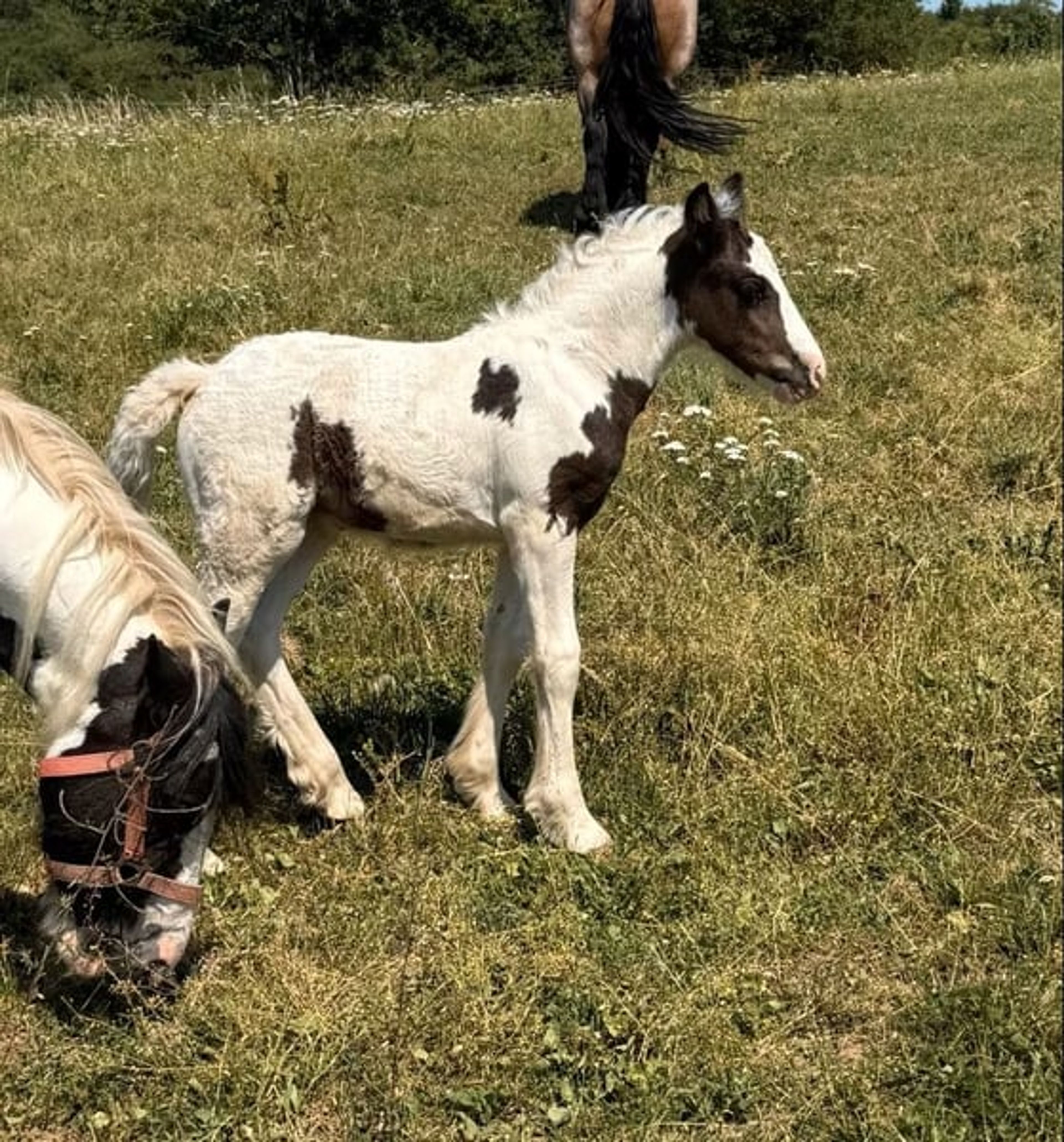 Tinker mare with filly foal – also available separately - Image 3