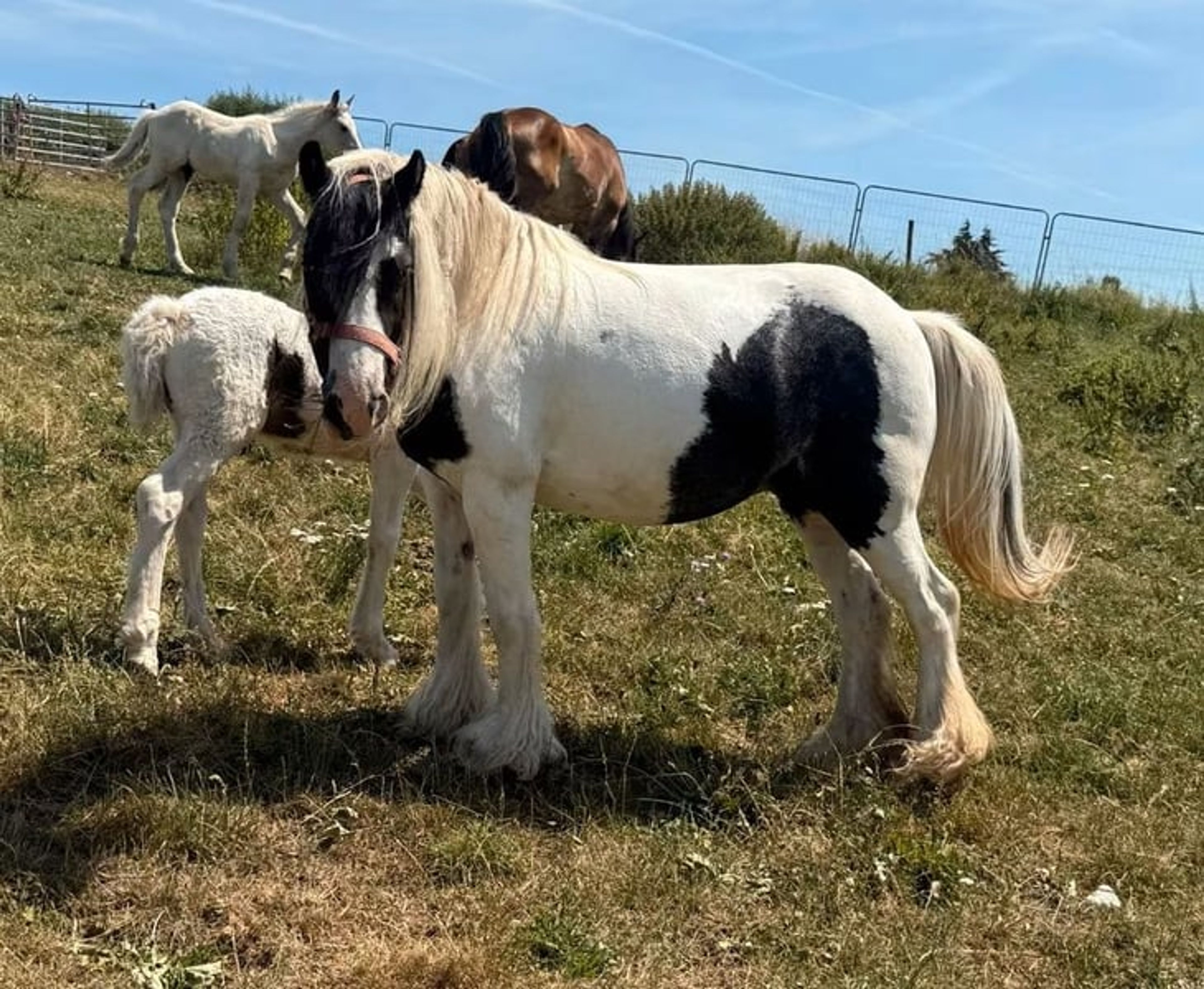 Tinker mare with filly foal – also available separately - Image 4