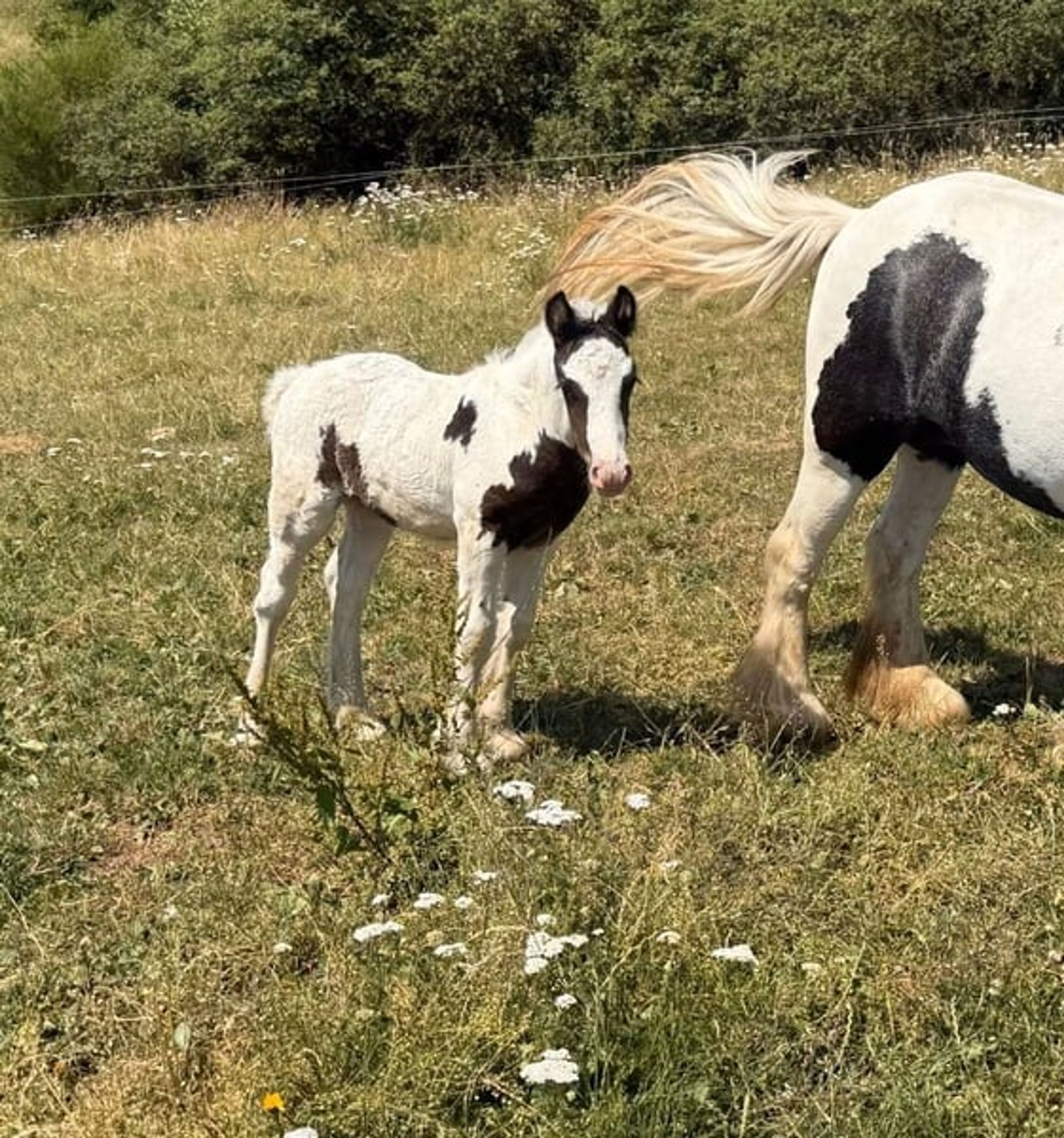 Tinker mare with filly foal – also available separately - Image 5