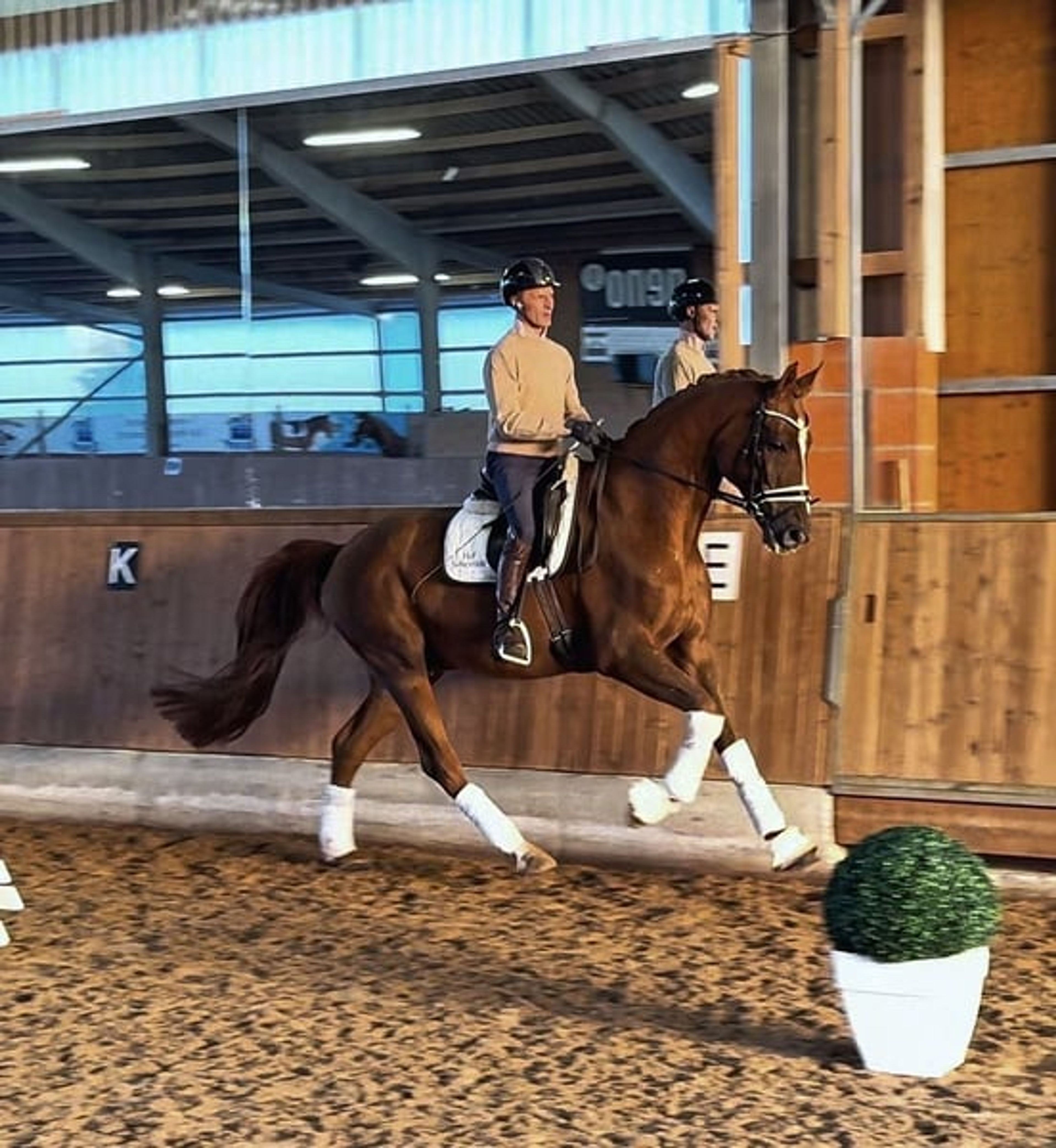 M** successful gelding with potential for S-level competition