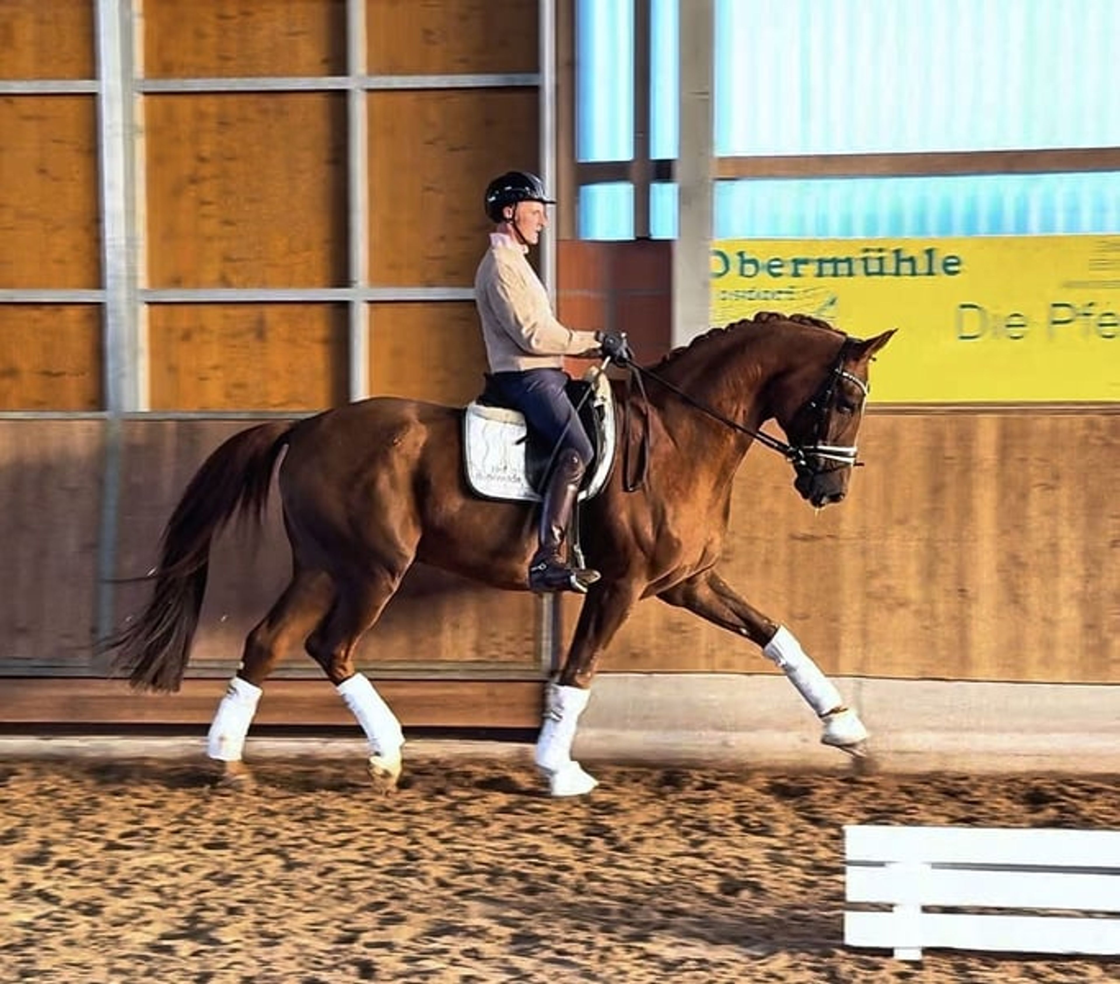 M** successful gelding with potential for S-level competition - Image 2