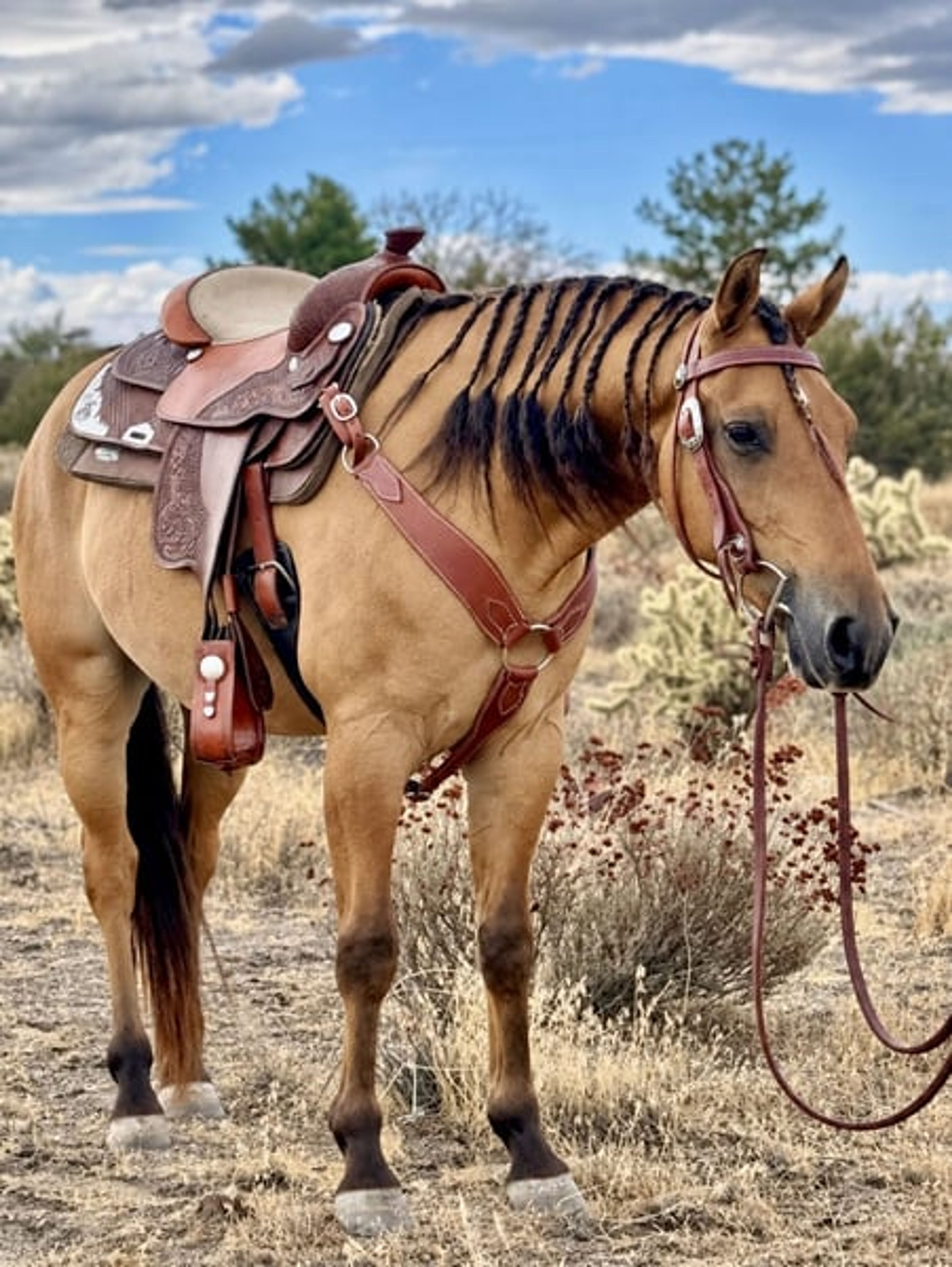BOMBPROOF Buckskin Quarter Pony