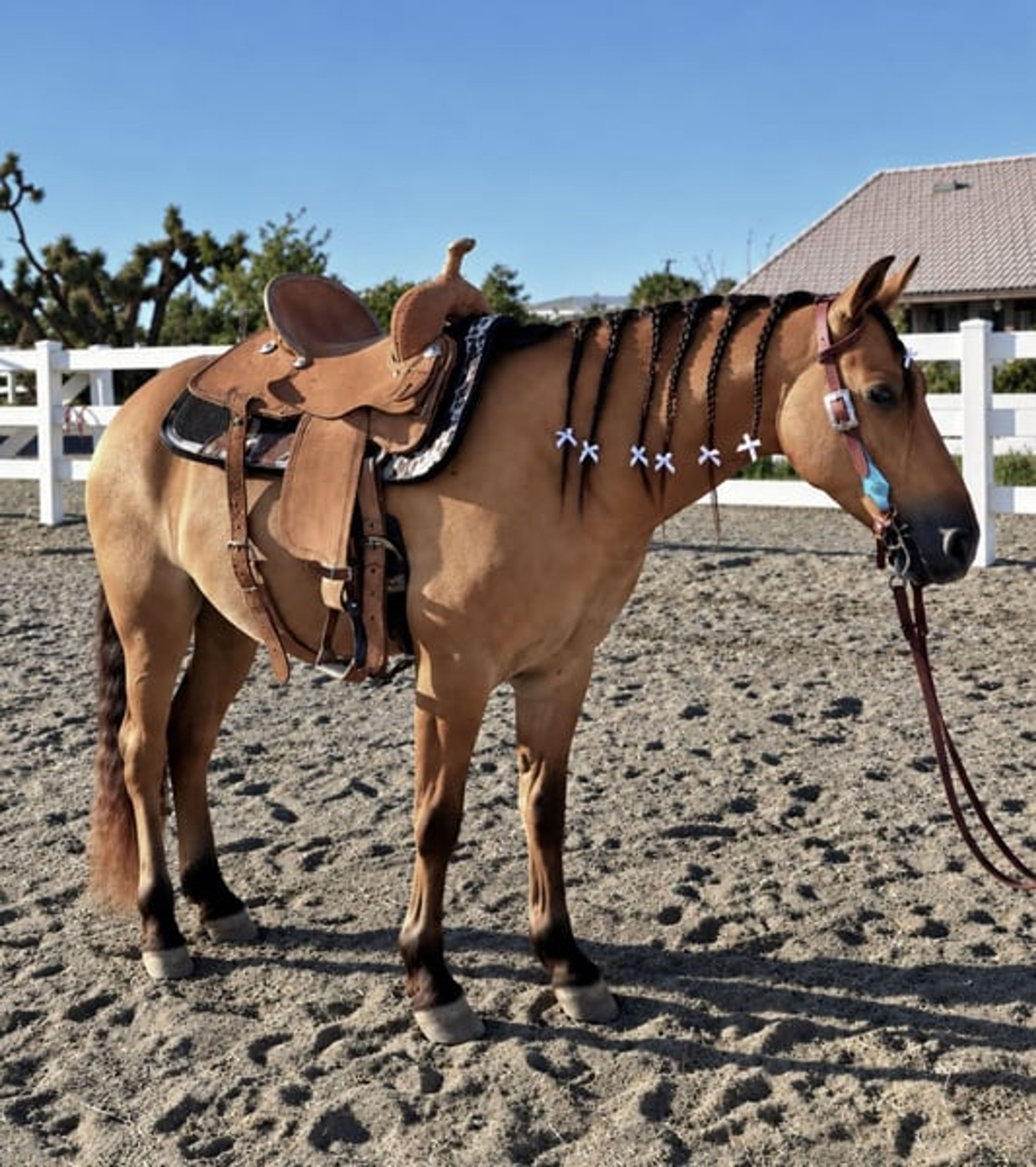 BOMBPROOF Buckskin Quarter Pony - Image 2