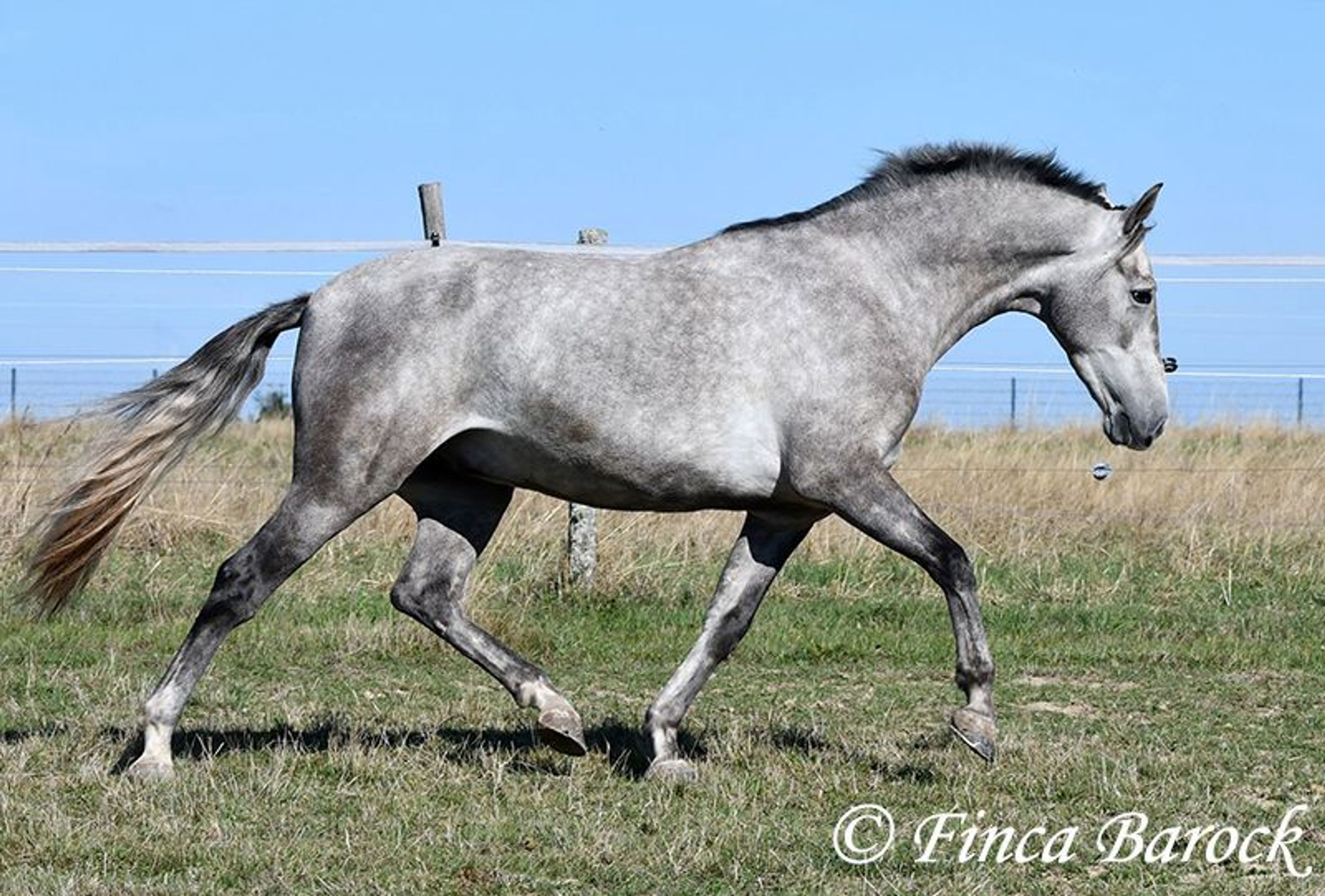 Young gelding started under saddle, comfortable to sit on and very affectionate.