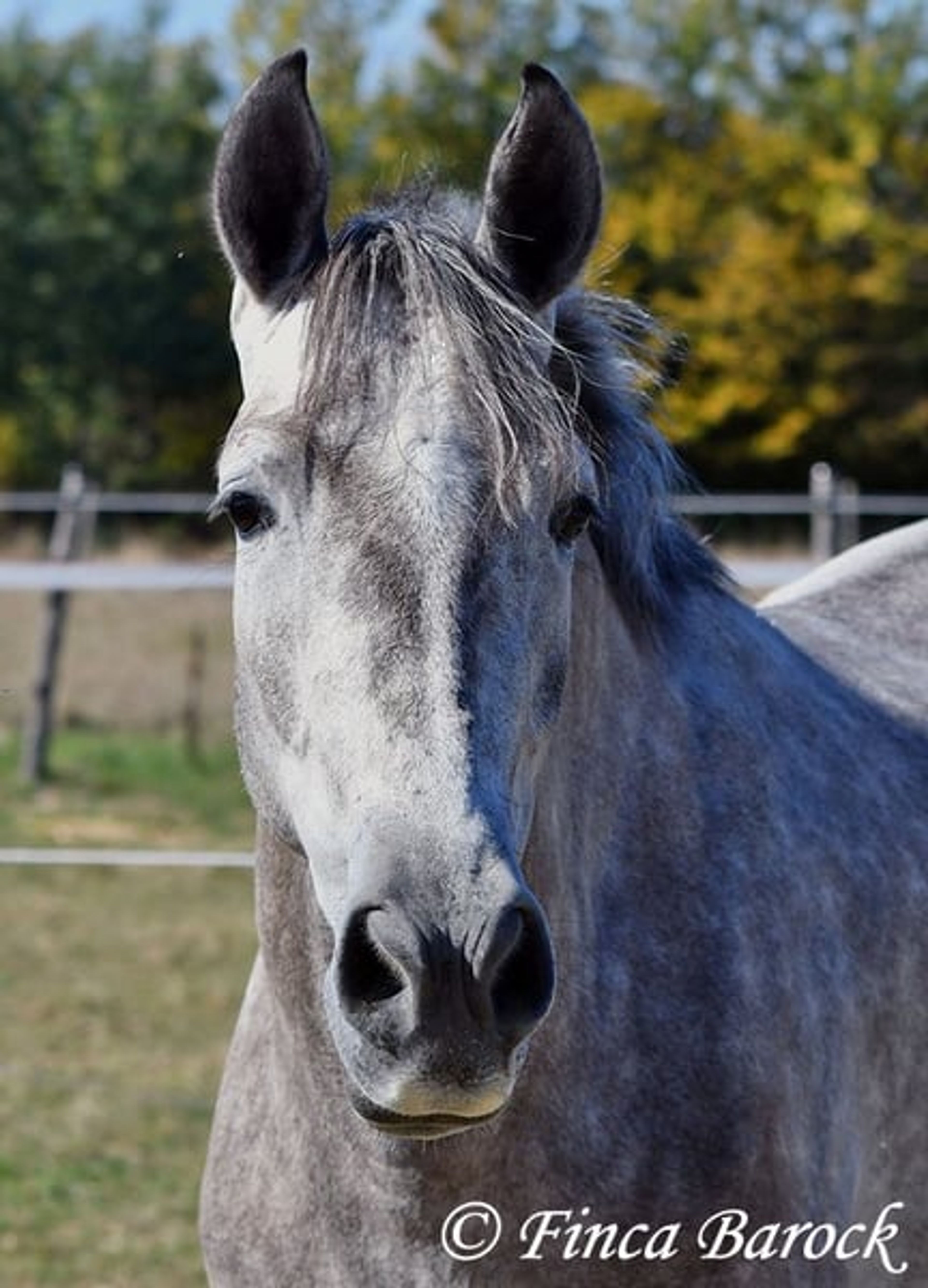 Young gelding started under saddle, comfortable to sit on and very affectionate. - Image 2