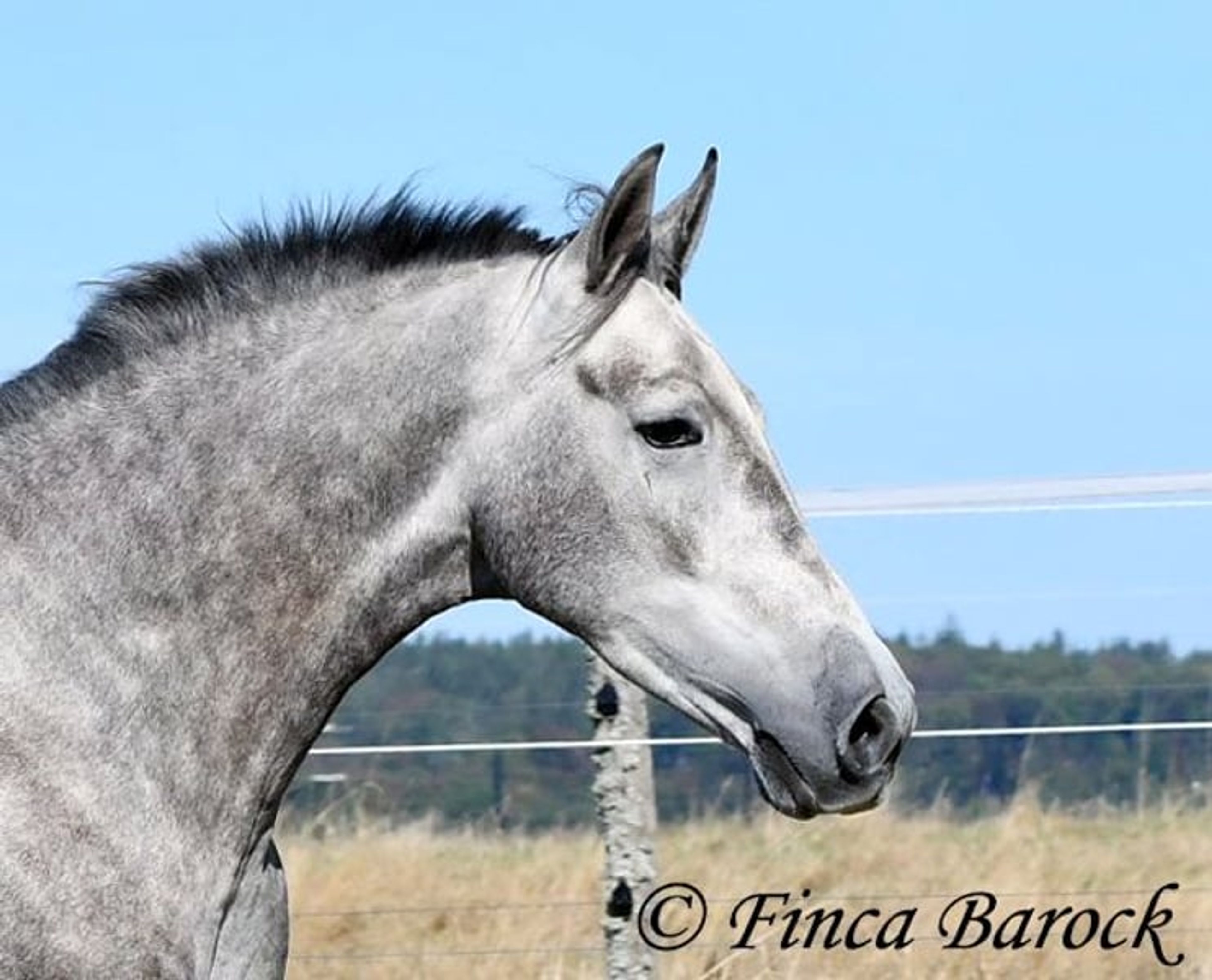 Young gelding started under saddle, comfortable to sit on and very affectionate. - Image 3