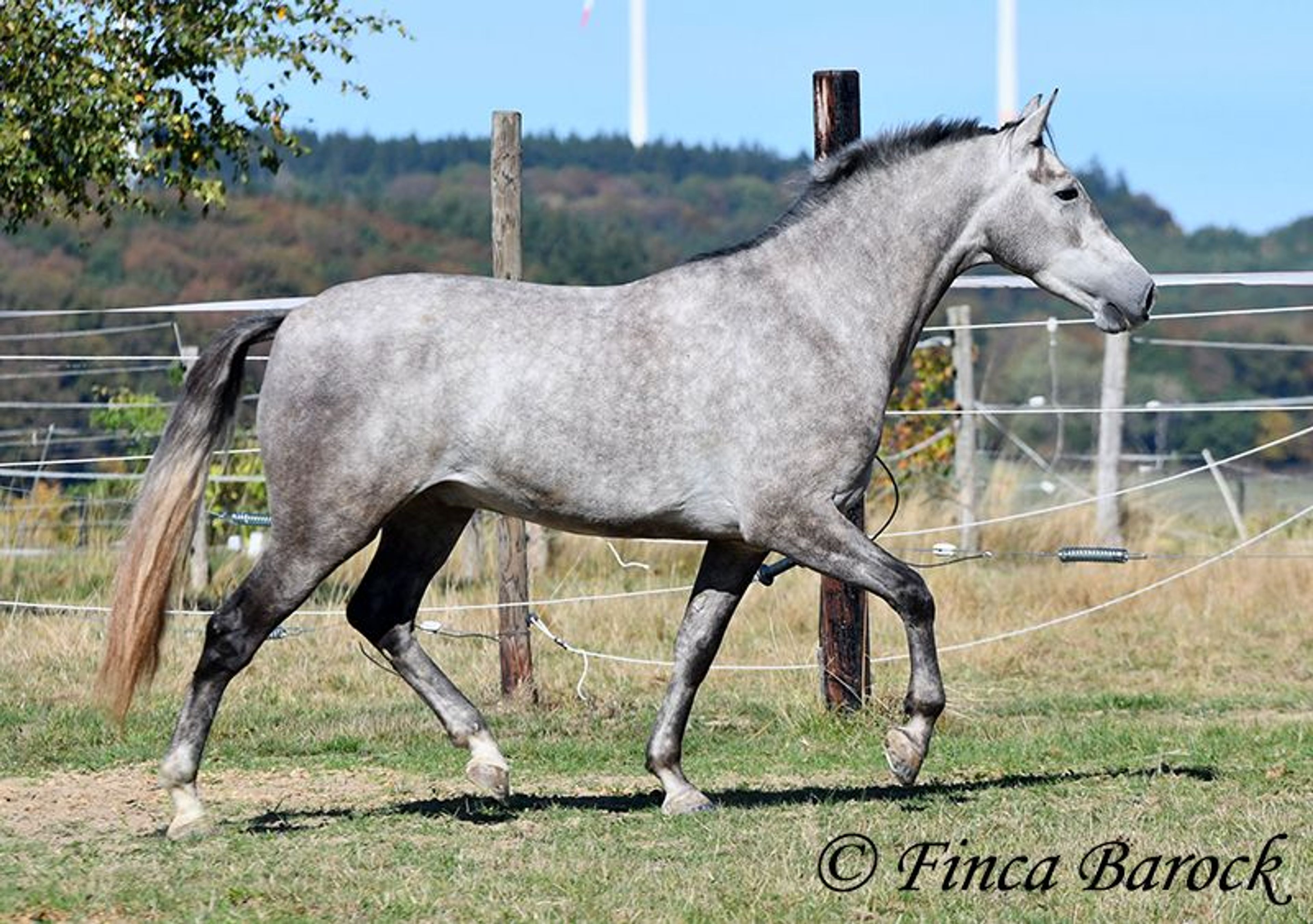 Young gelding started under saddle, comfortable to sit on and very affectionate. - Image 4