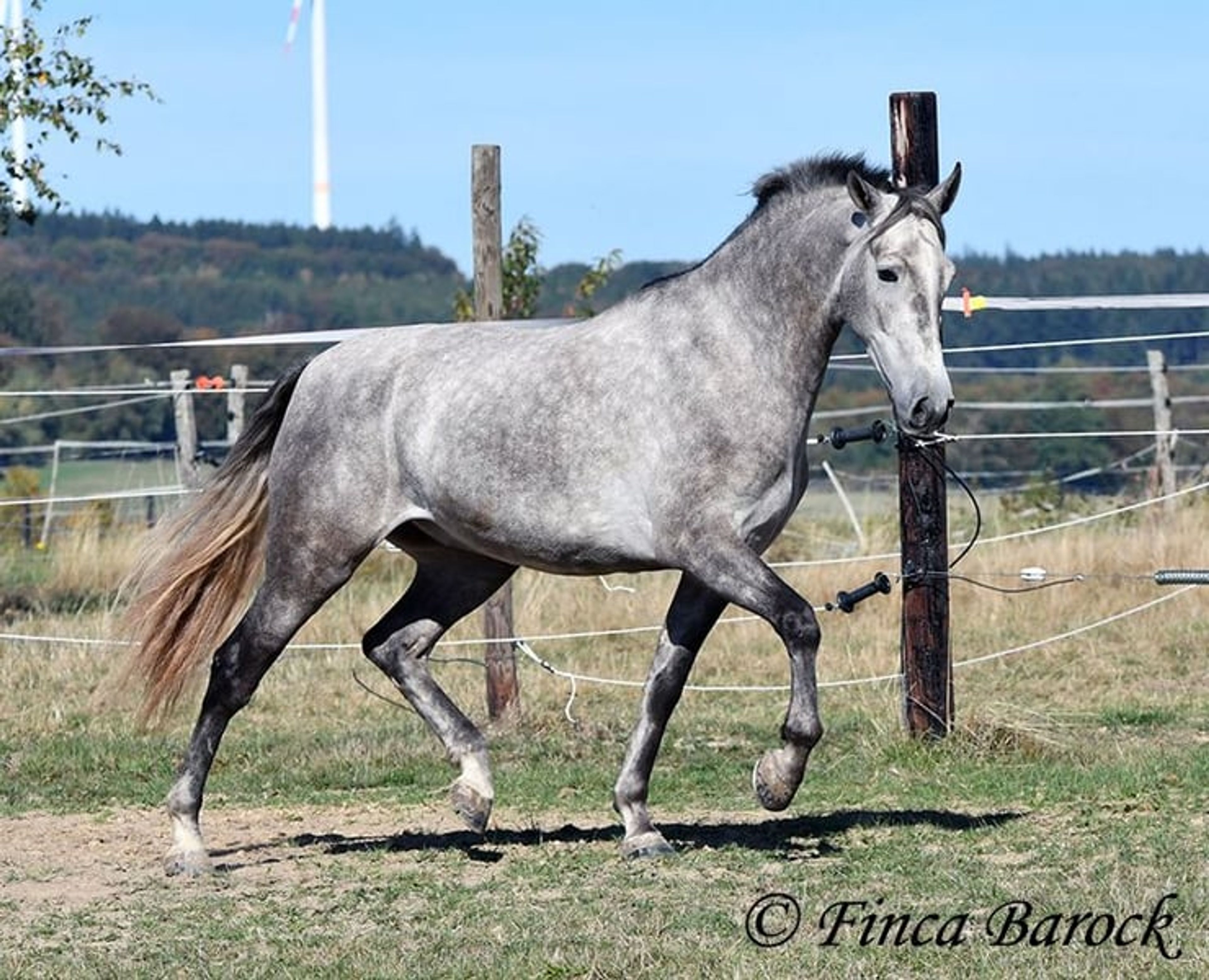 Young gelding started under saddle, comfortable to sit on and very affectionate. - Image 5