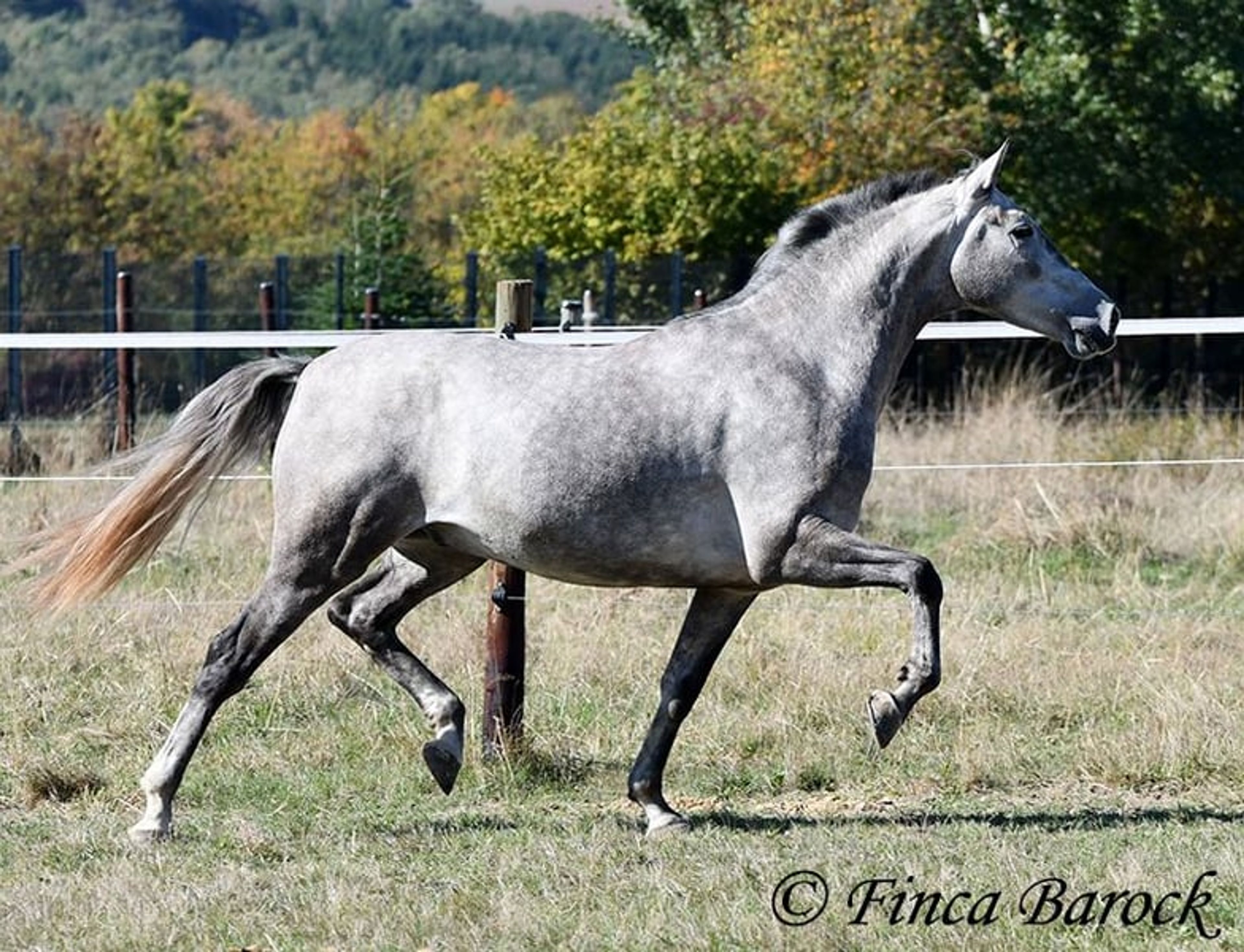 Young gelding started under saddle, comfortable to sit on and very affectionate. - Image 6