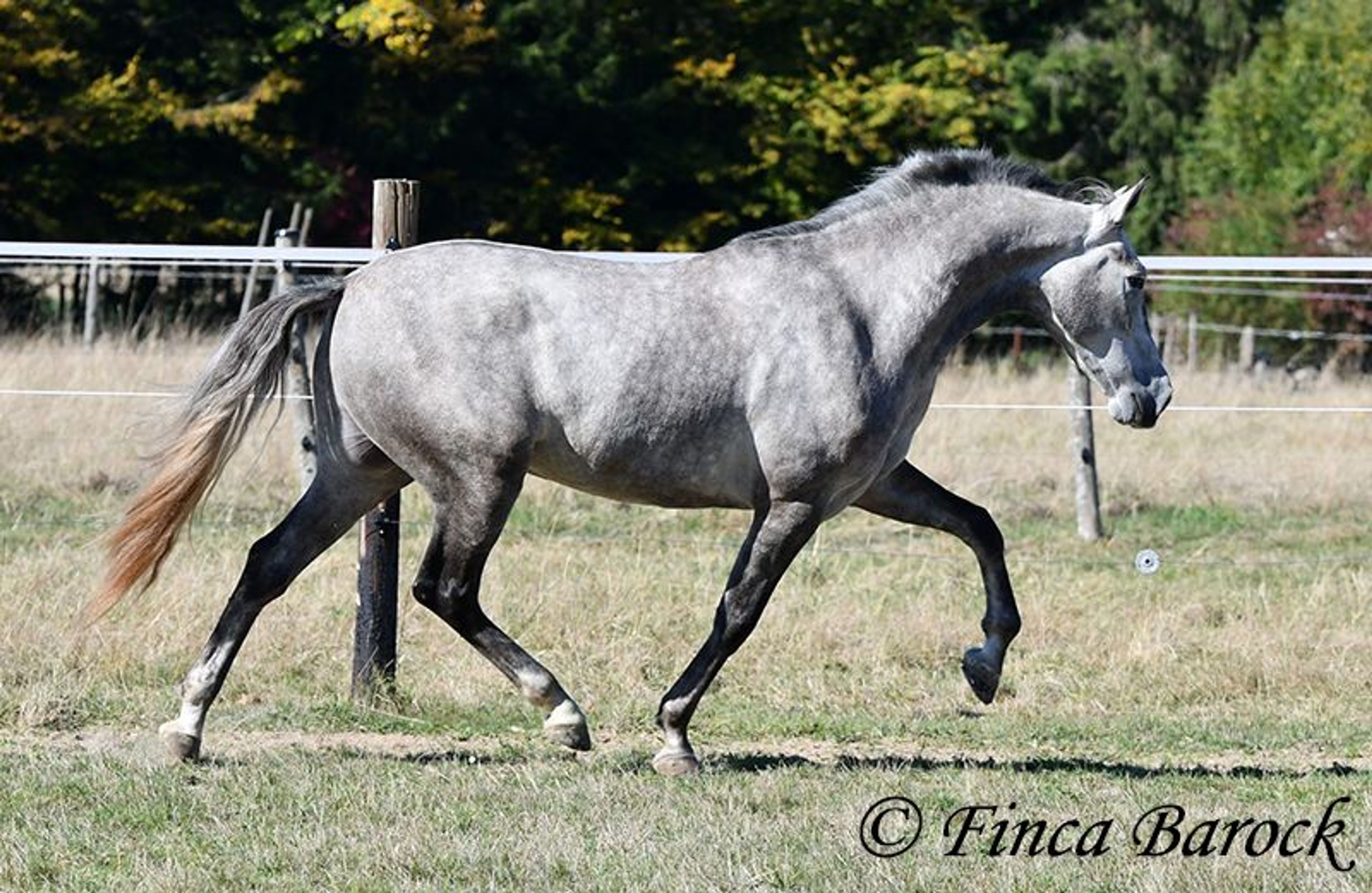 Young gelding started under saddle, comfortable to sit on and very affectionate. - Image 7