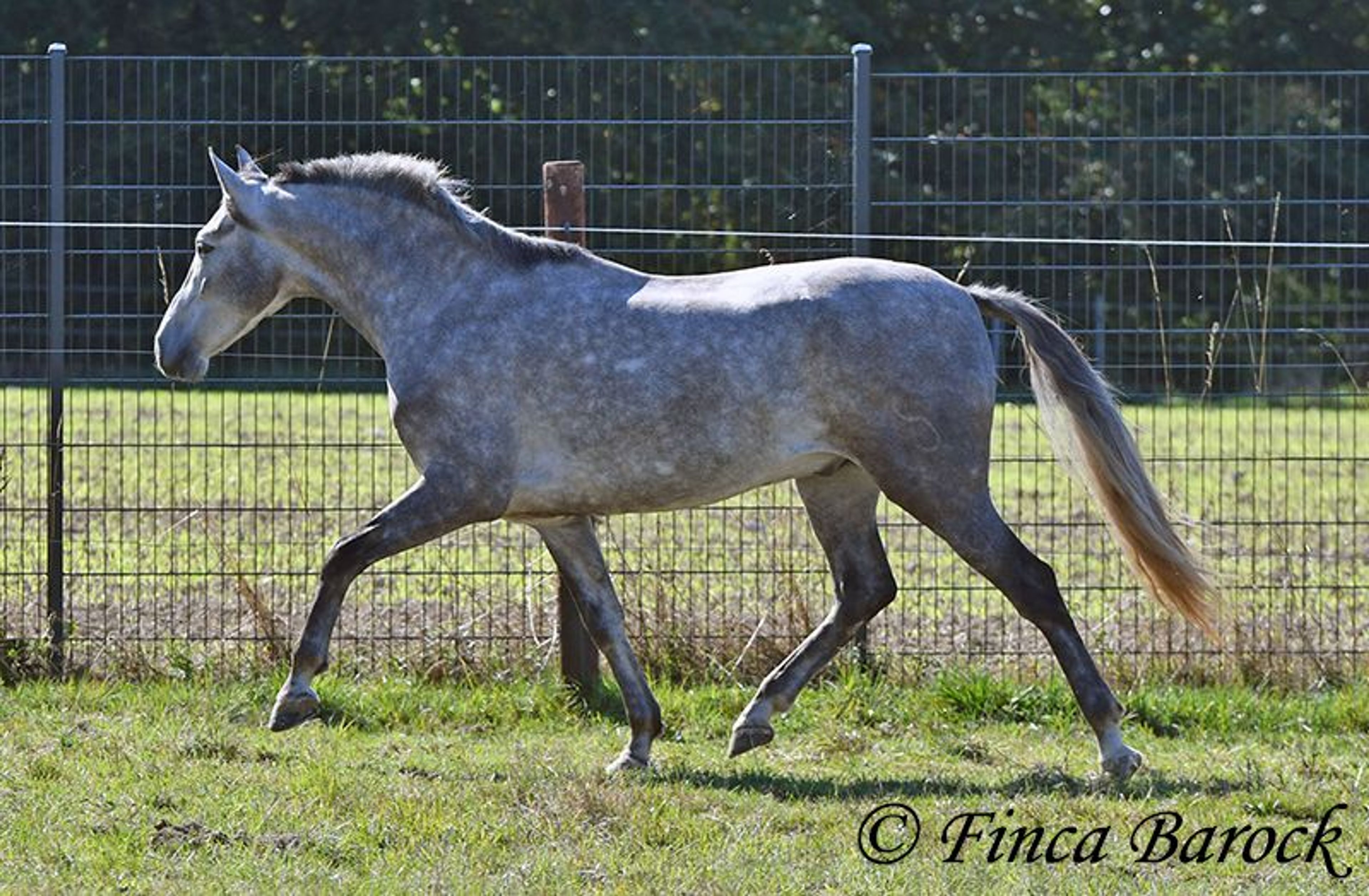 Young gelding started under saddle, comfortable to sit on and very affectionate. - Image 8