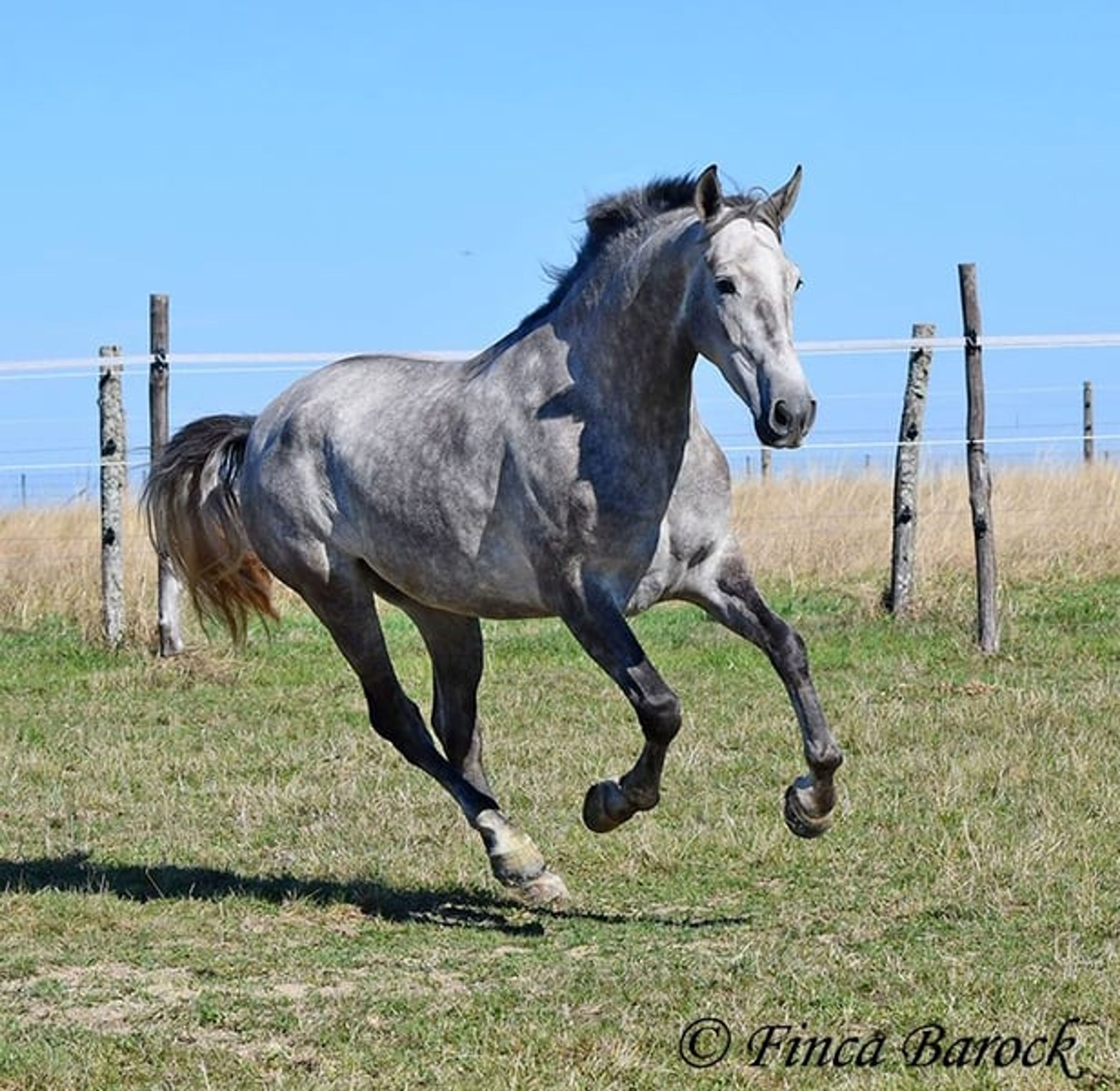 Young gelding started under saddle, comfortable to sit on and very affectionate. - Image 9