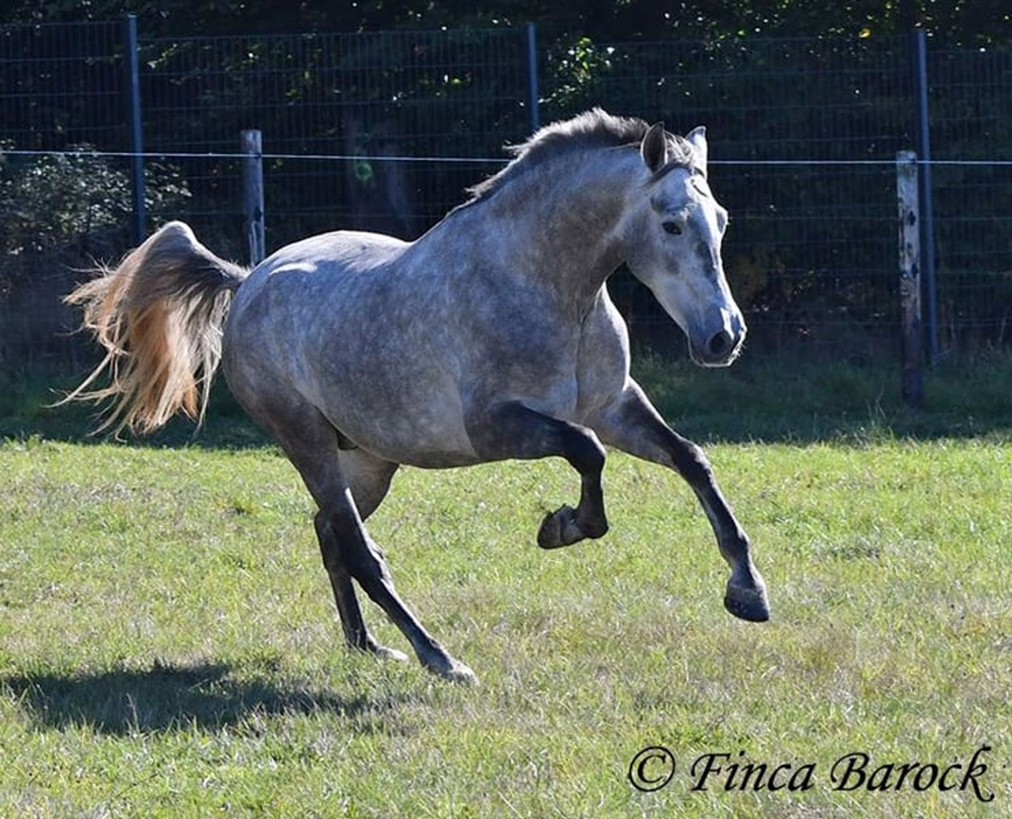 Young gelding started under saddle, comfortable to sit on and very affectionate. - Image 10