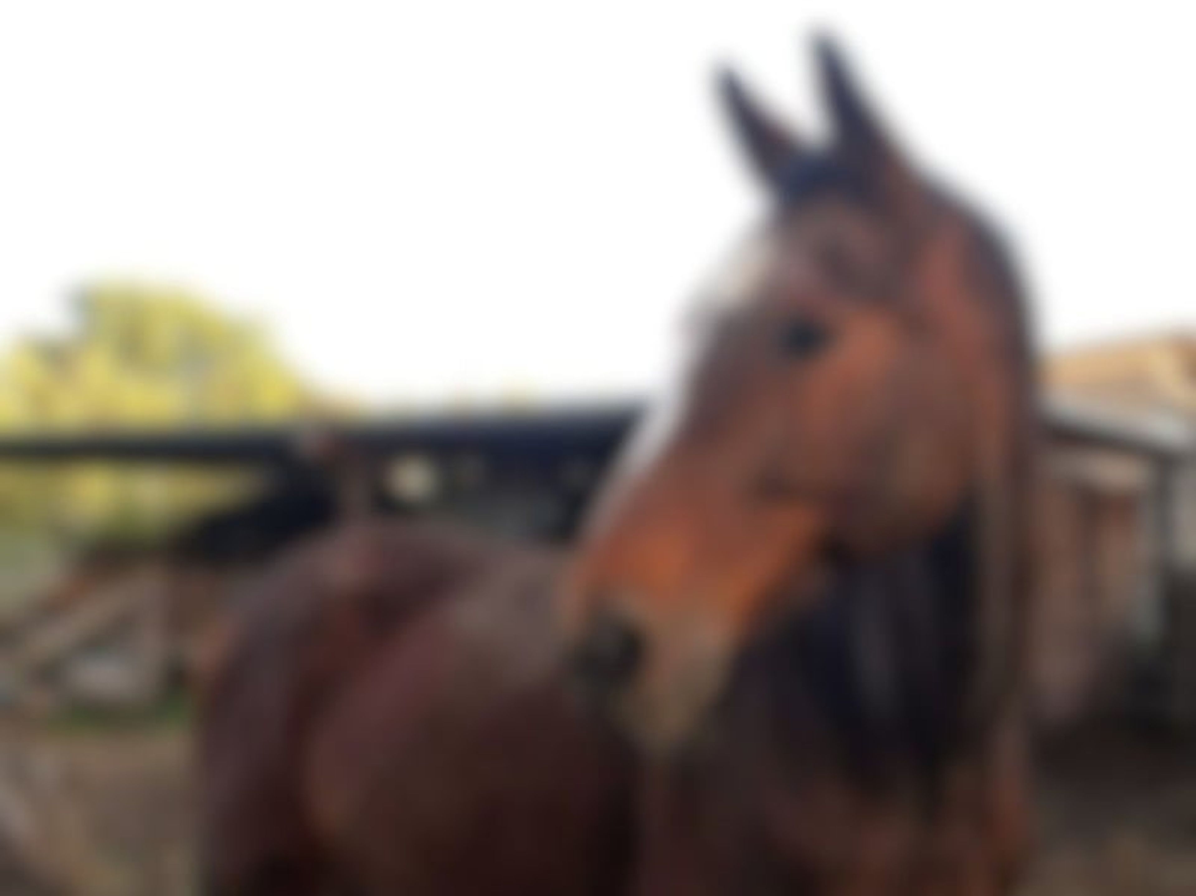 Gelding suitable as a companion horse, possibly rideable at a walk.