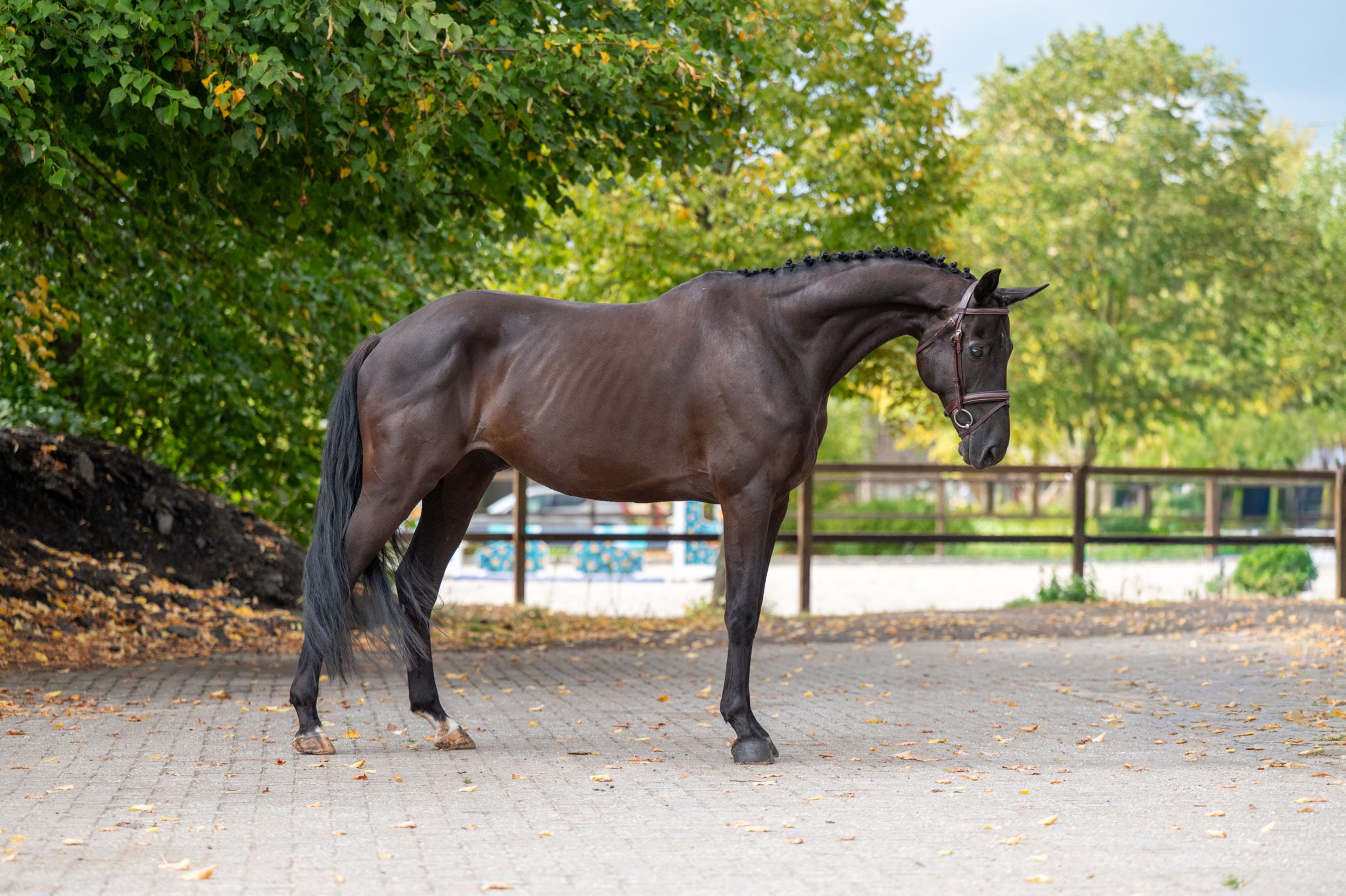 Q Pache vh Kristoffelhof (APACHE x GRIBALDI) - Image 1