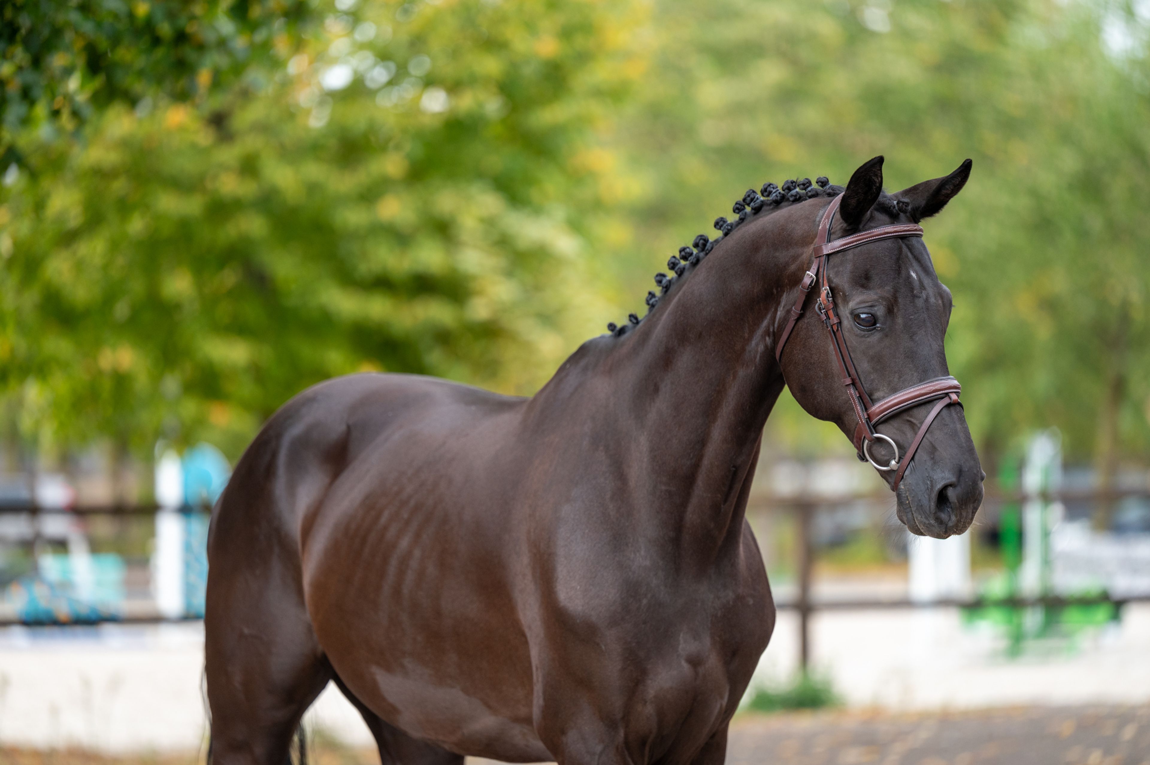 Q Pache vh Kristoffelhof (APACHE x GRIBALDI) - Image 2