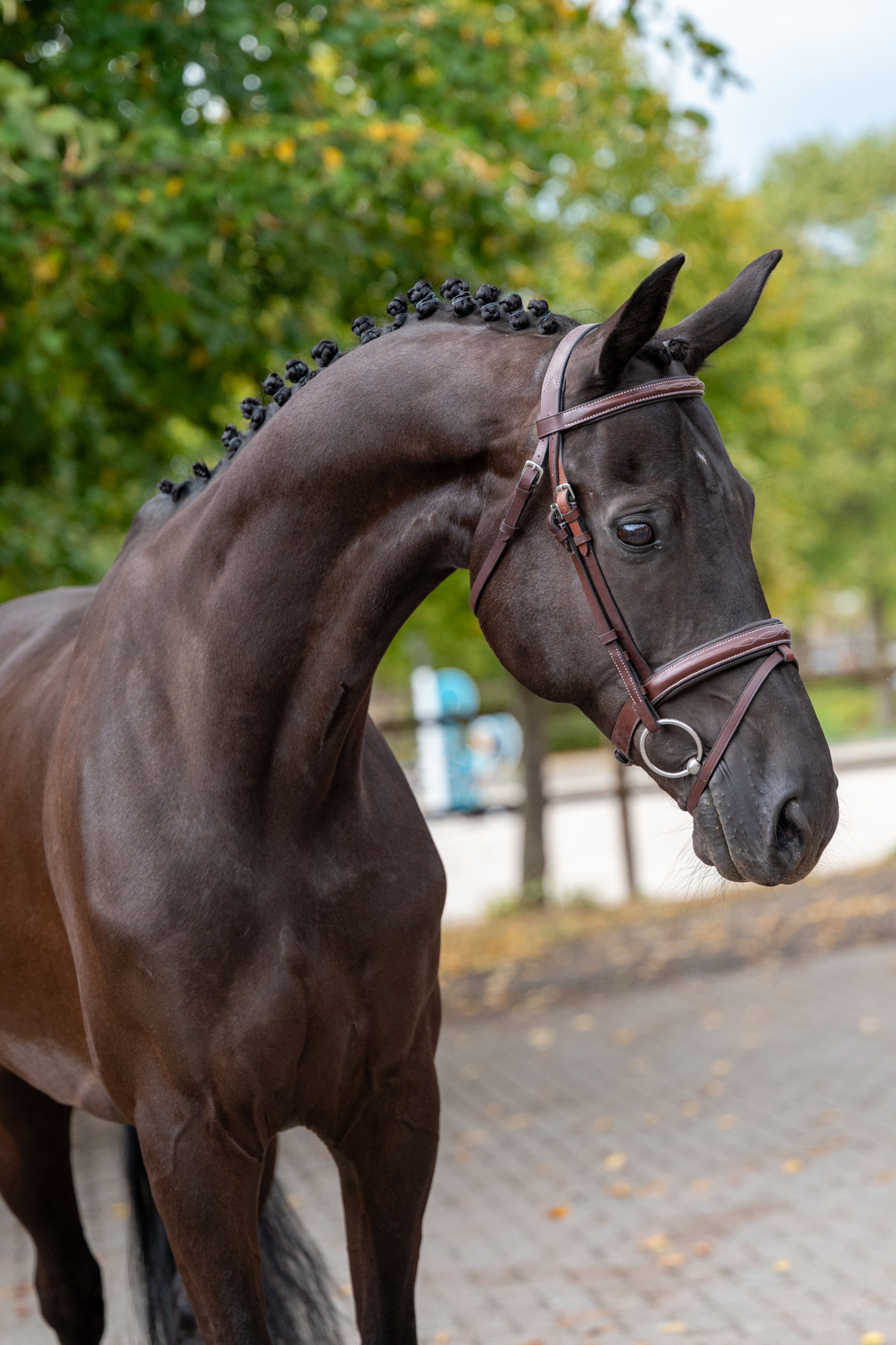 Q Pache vh Kristoffelhof (APACHE x GRIBALDI) - Image 3