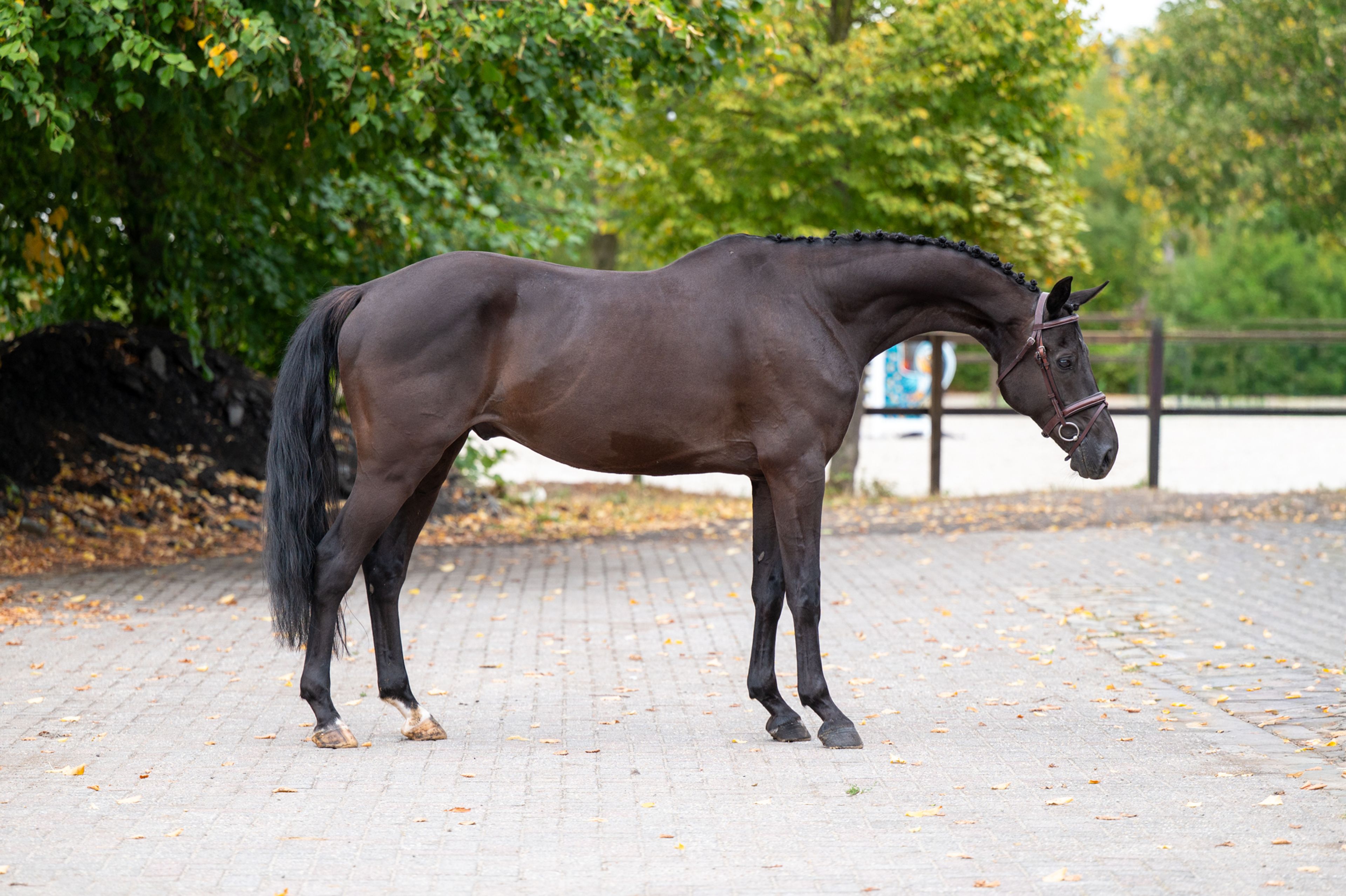 Q Pache vh Kristoffelhof (APACHE x GRIBALDI) - Image 4