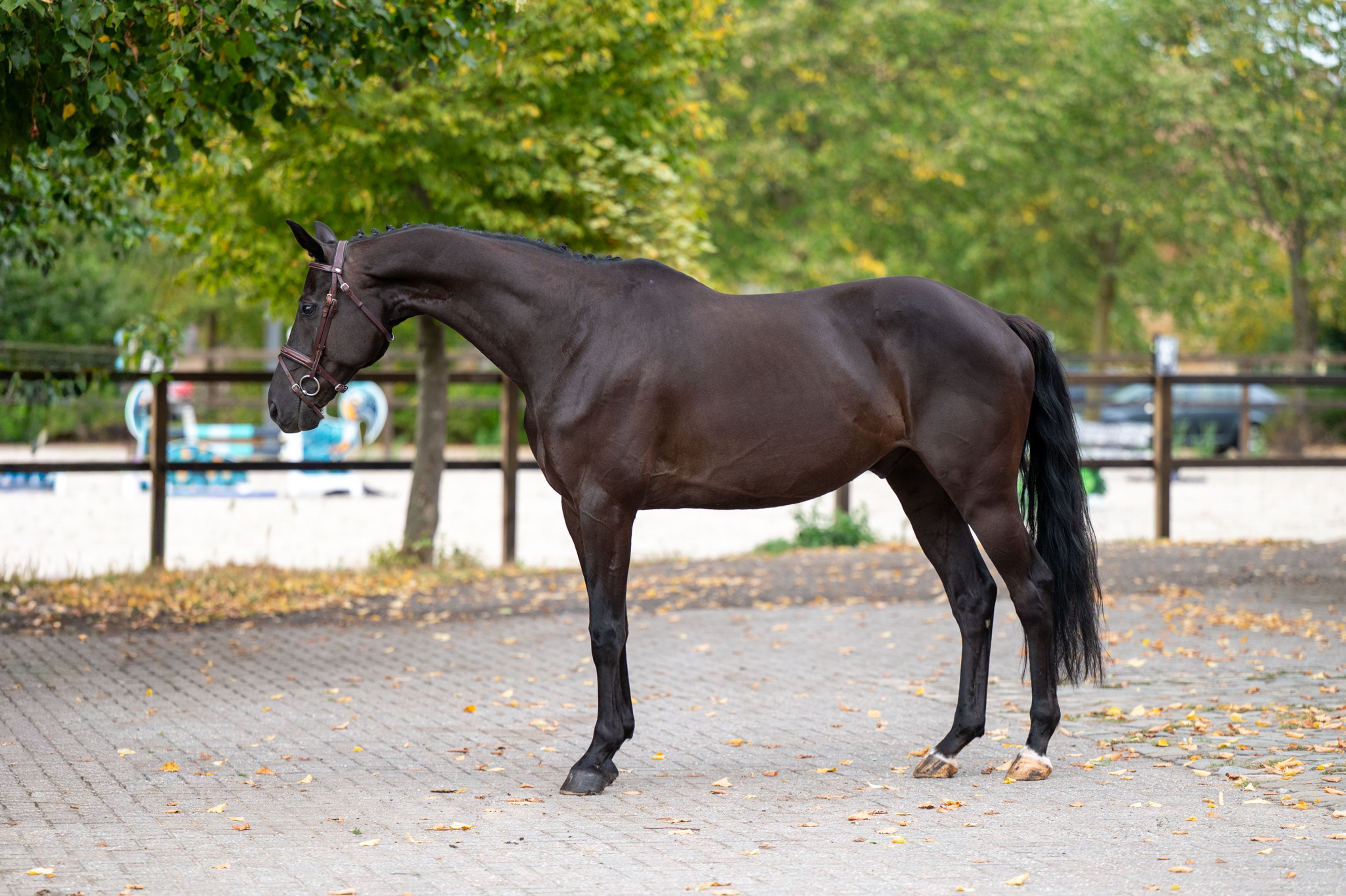Q Pache vh Kristoffelhof (APACHE x GRIBALDI) - Image 5