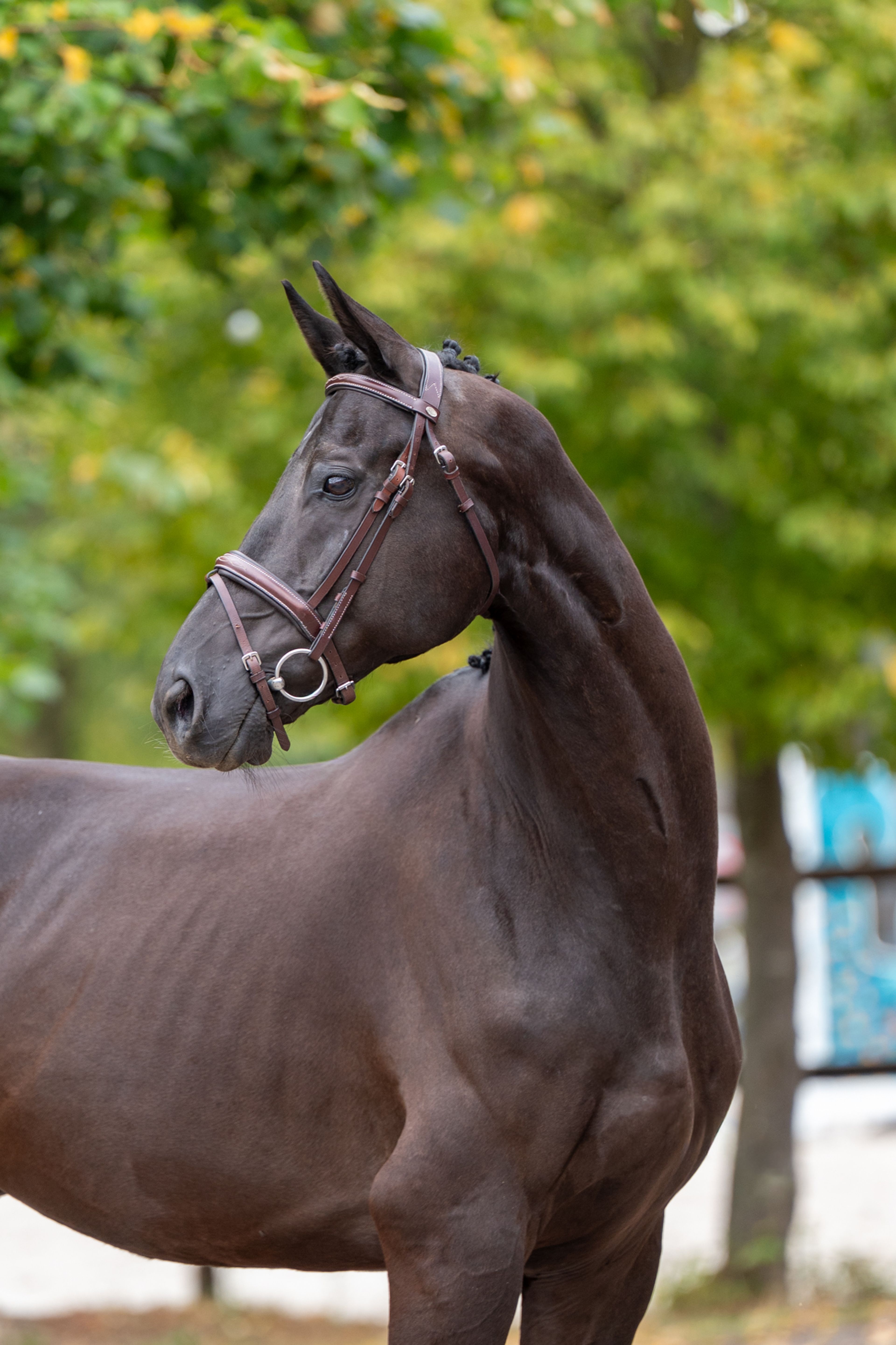 Q Pache vh Kristoffelhof (APACHE x GRIBALDI) - Image 6