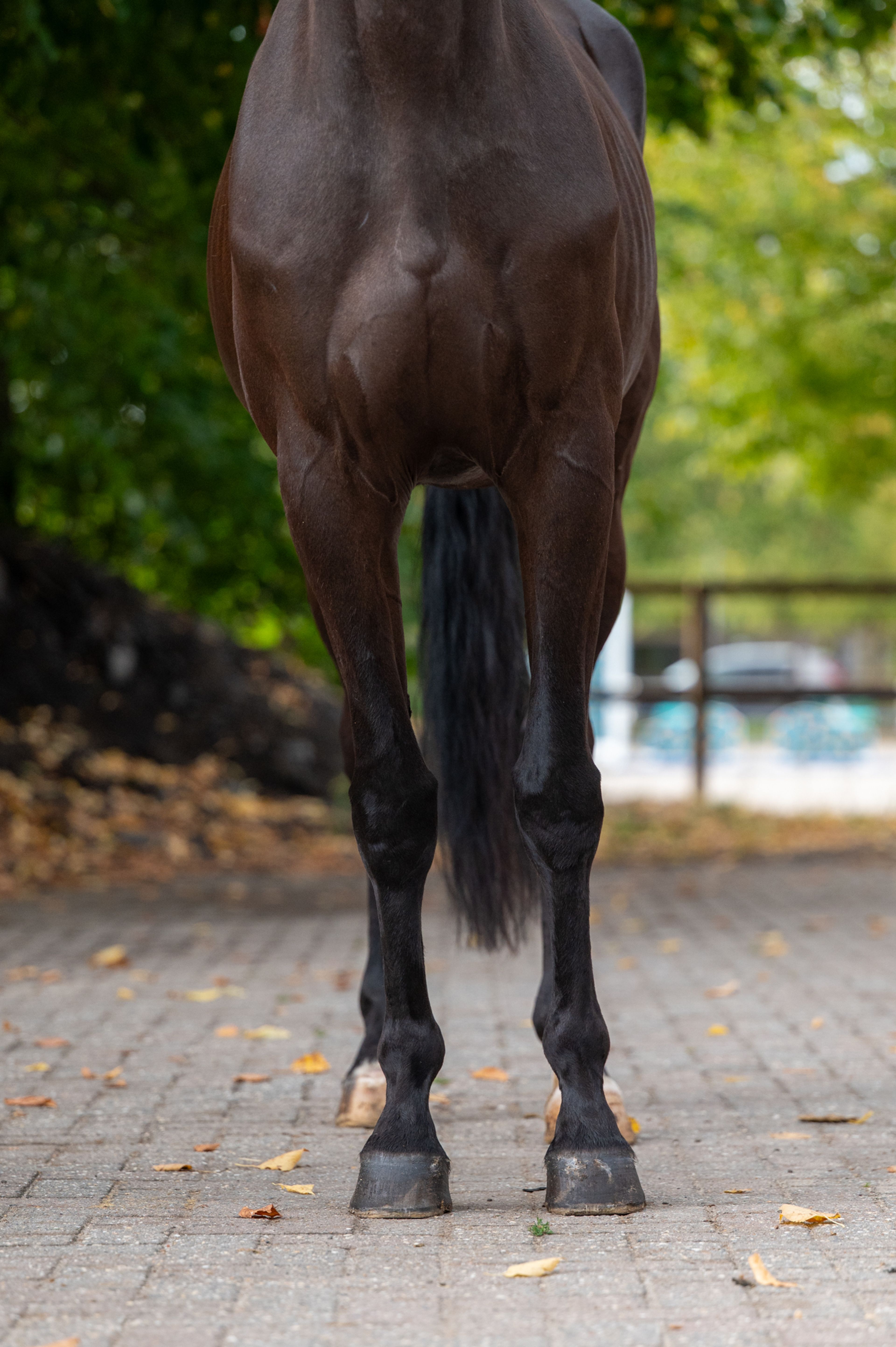 Q Pache vh Kristoffelhof (APACHE x GRIBALDI) - Image 7