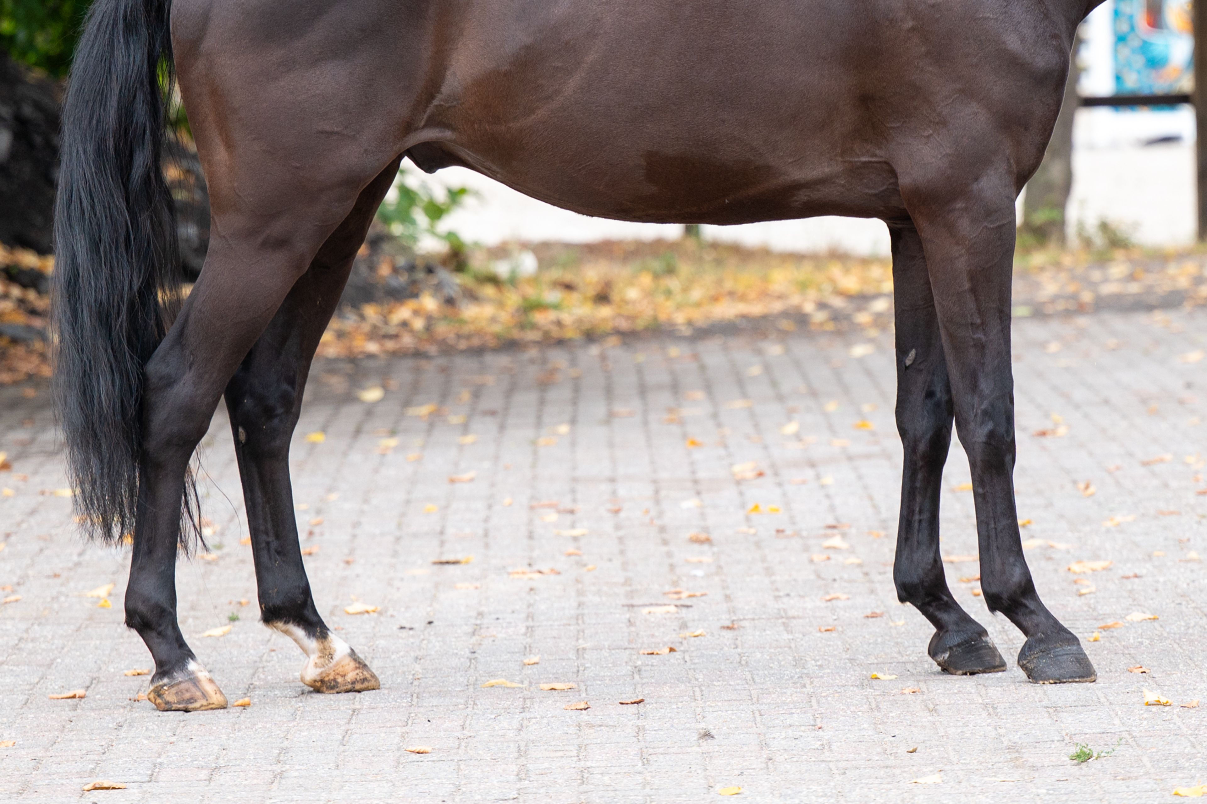 Q Pache vh Kristoffelhof (APACHE x GRIBALDI) - Image 8
