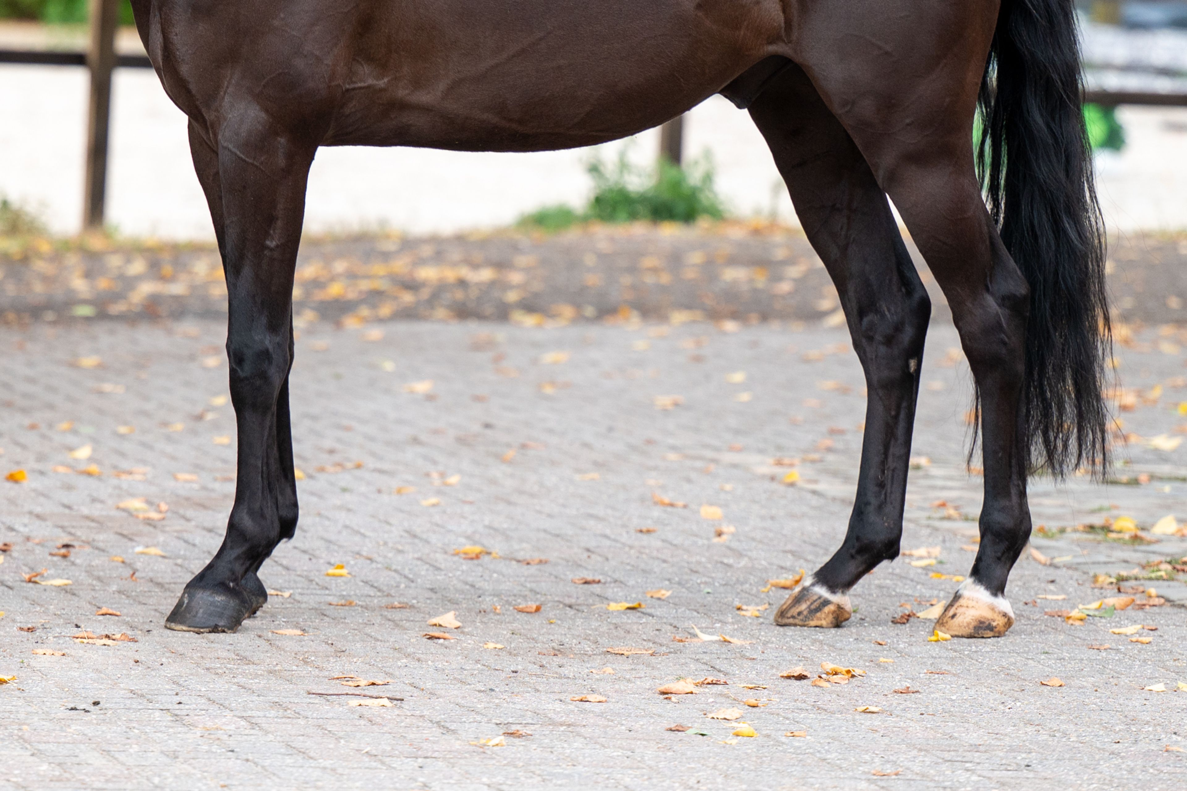 Q Pache vh Kristoffelhof (APACHE x GRIBALDI) - Image 9