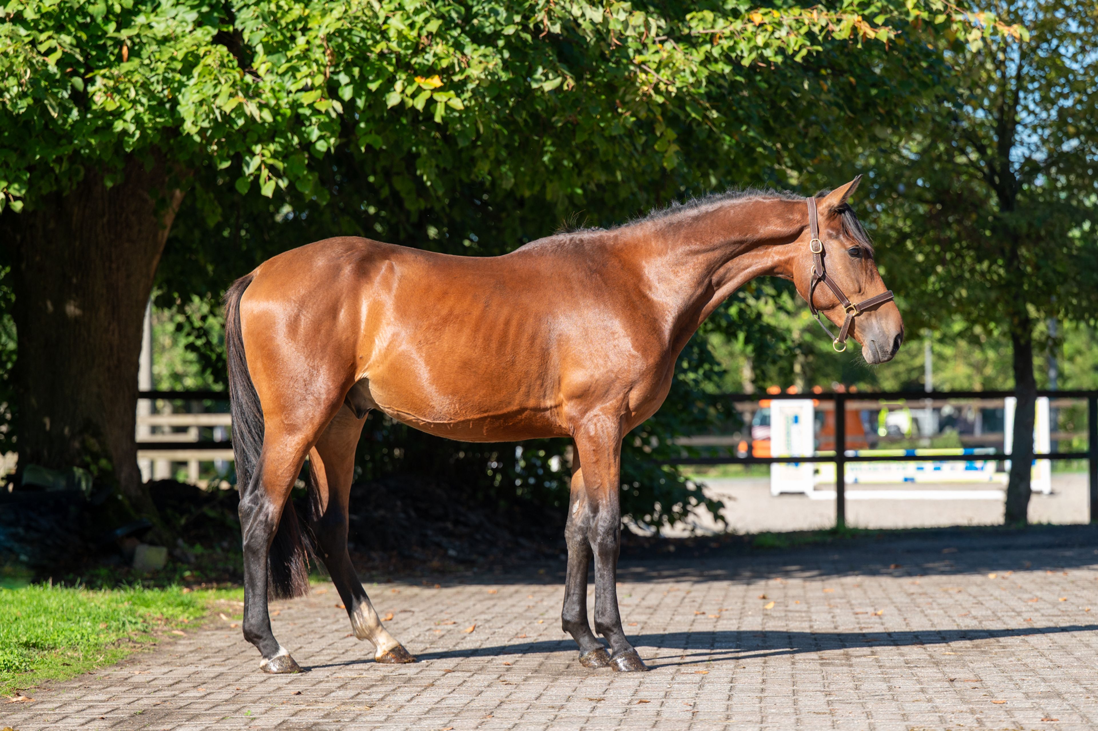 Salero RM Z (STARBUCKS VH VENNEN x MAJOR DE LA COUR) - Image 3