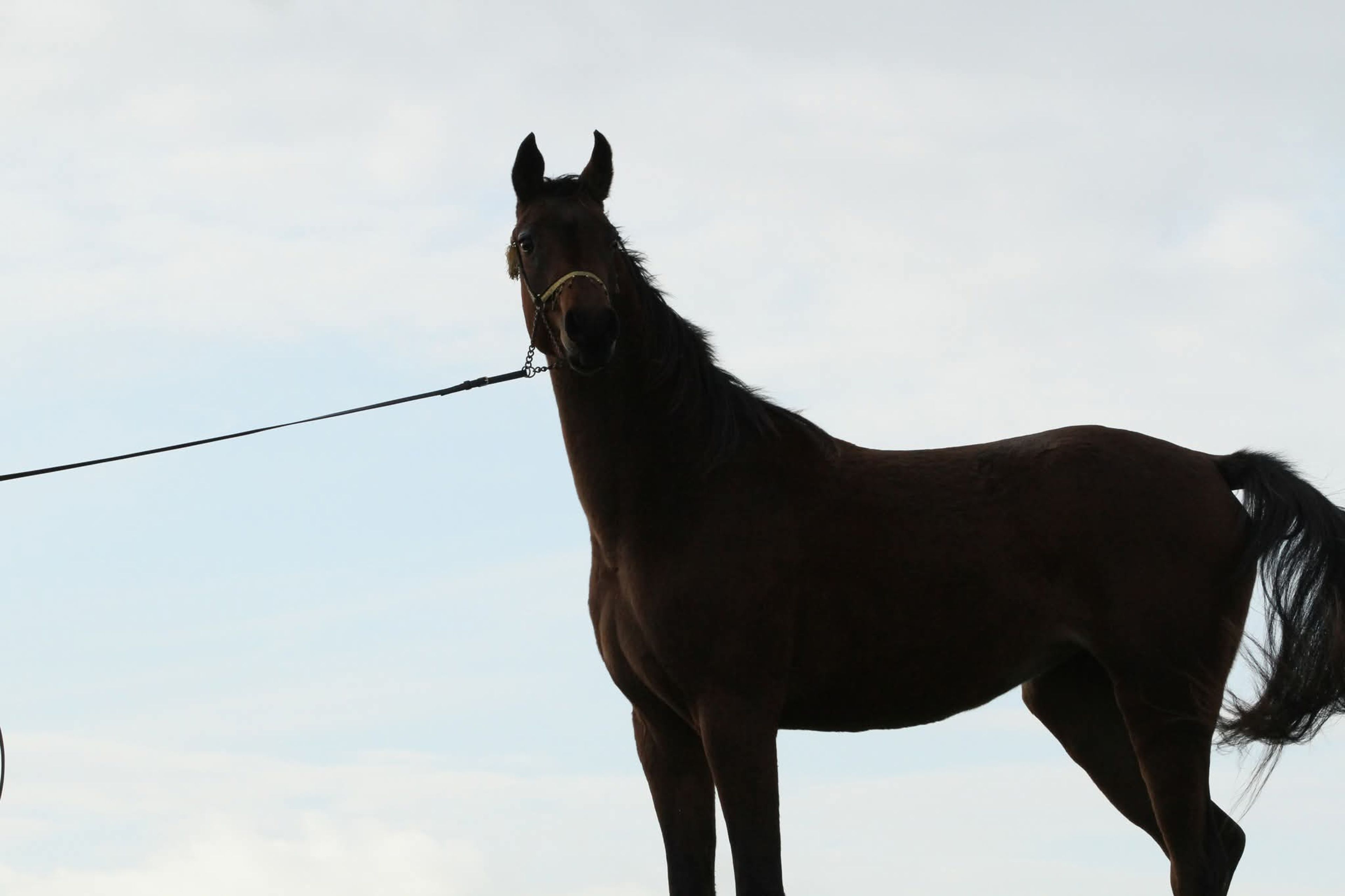 Mustaqbaluna H - Image 2