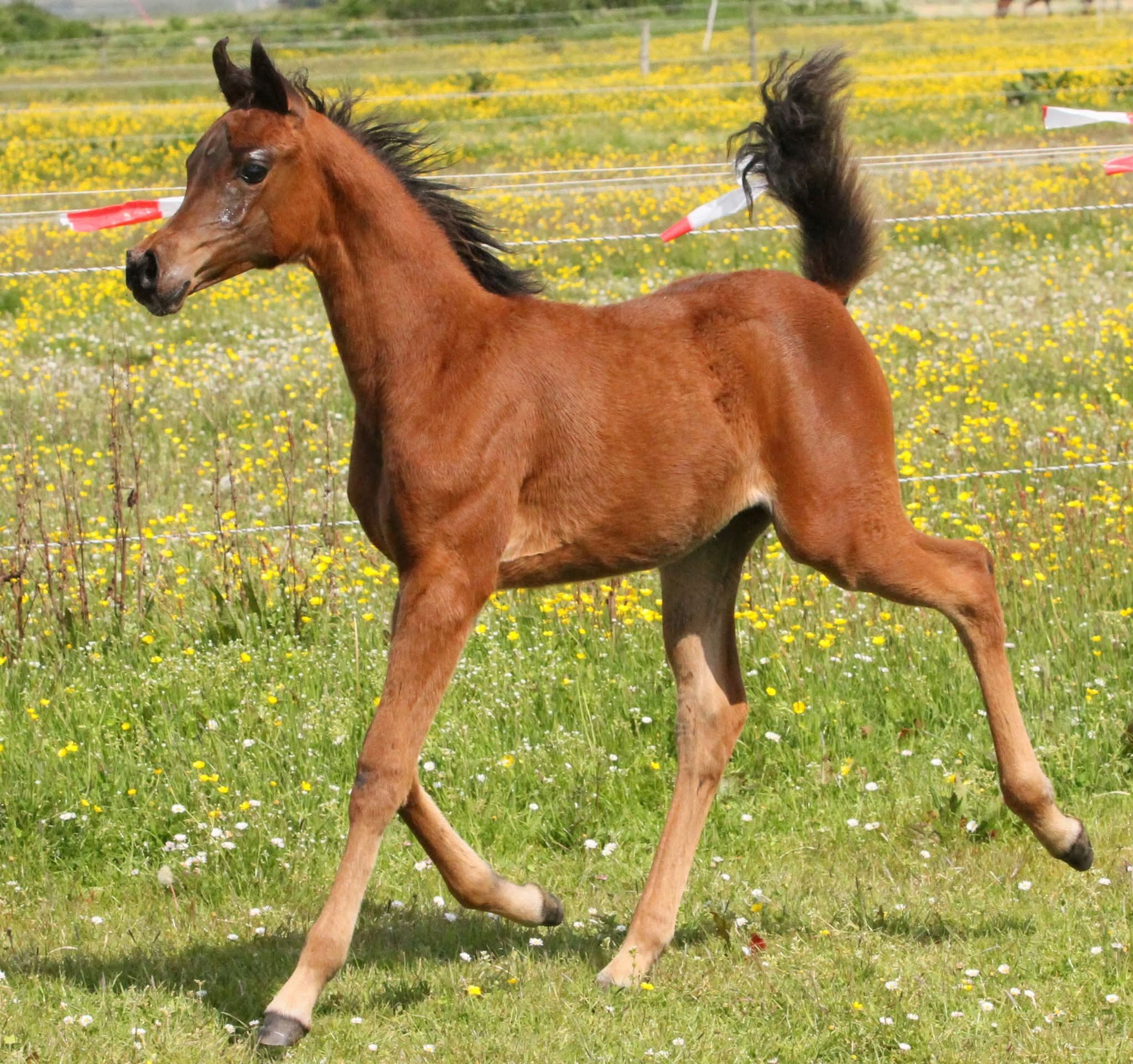 Mustaqbaluna H - Image 3