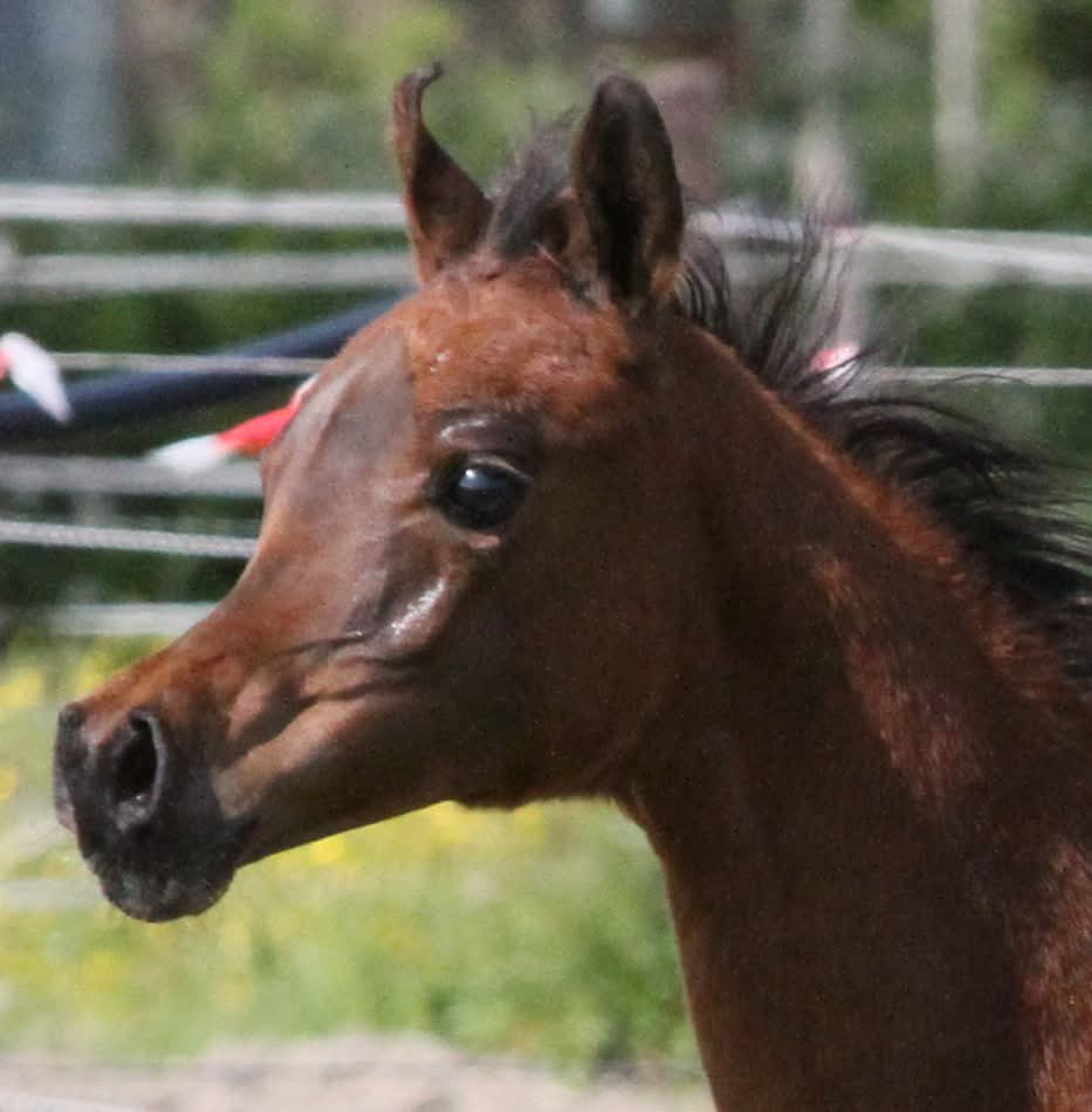 Mustaqbaluna H - Image 4