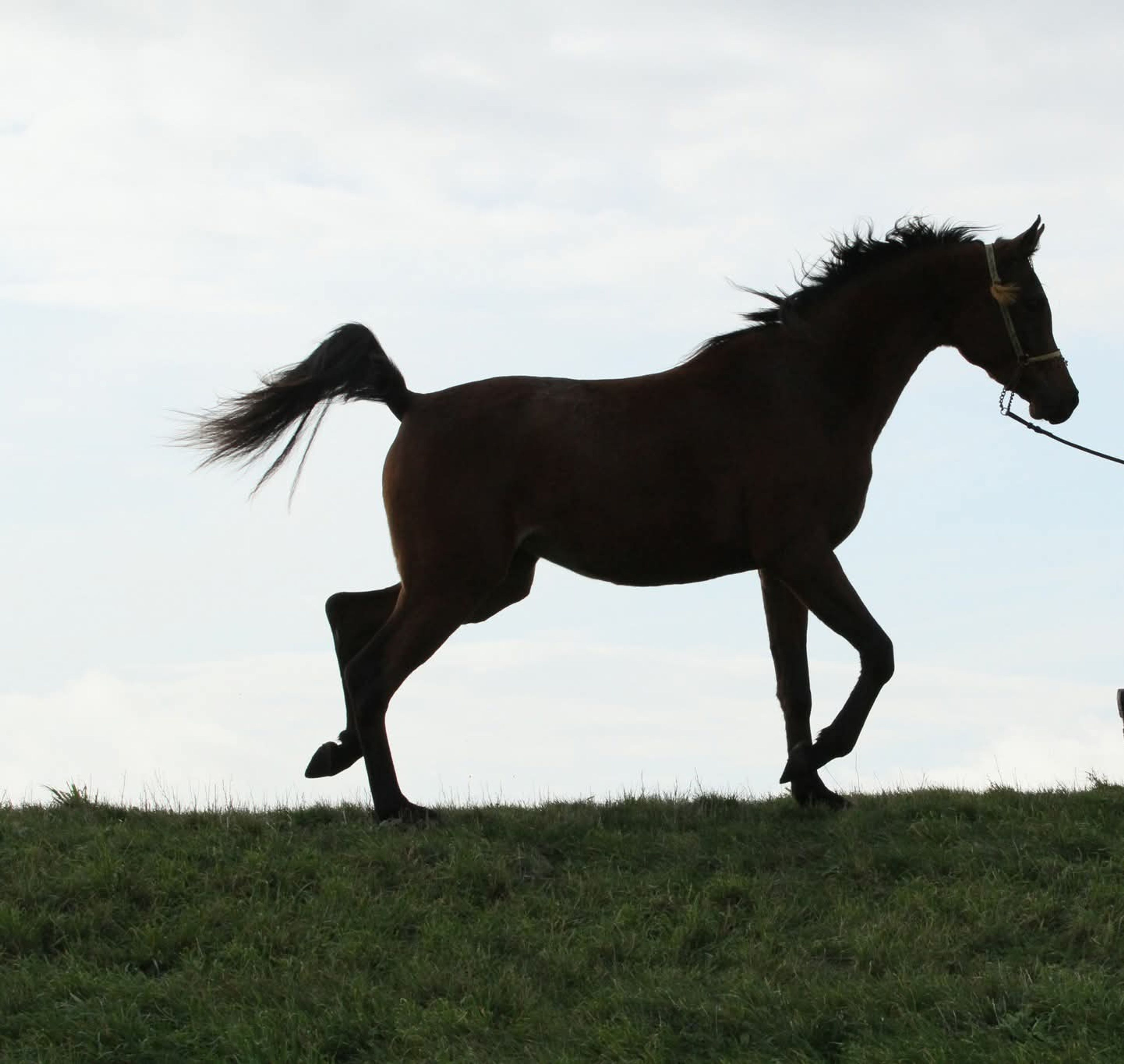 Mustaqbaluna H - Image 6