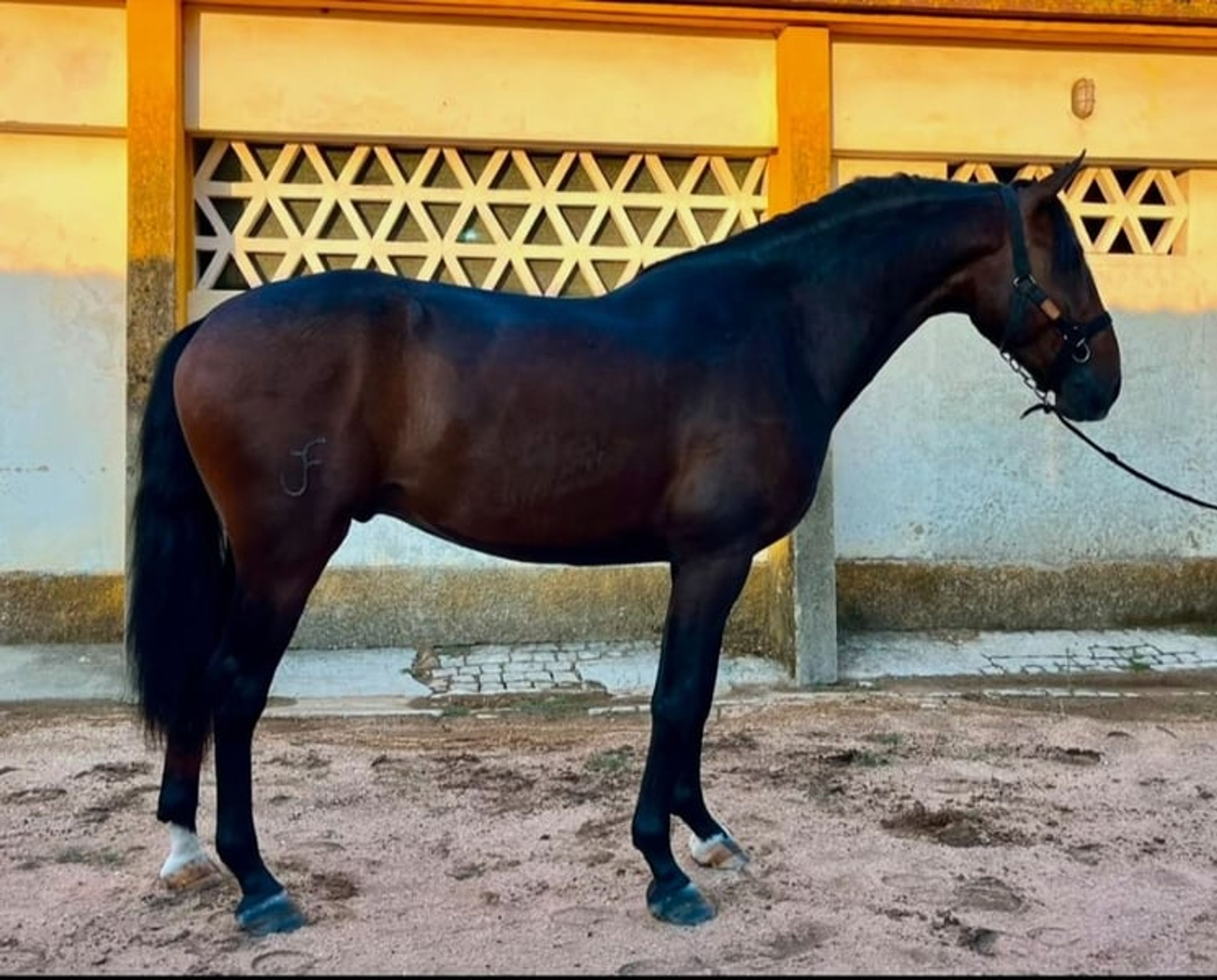 Exceptionally tall Lusitano stallion