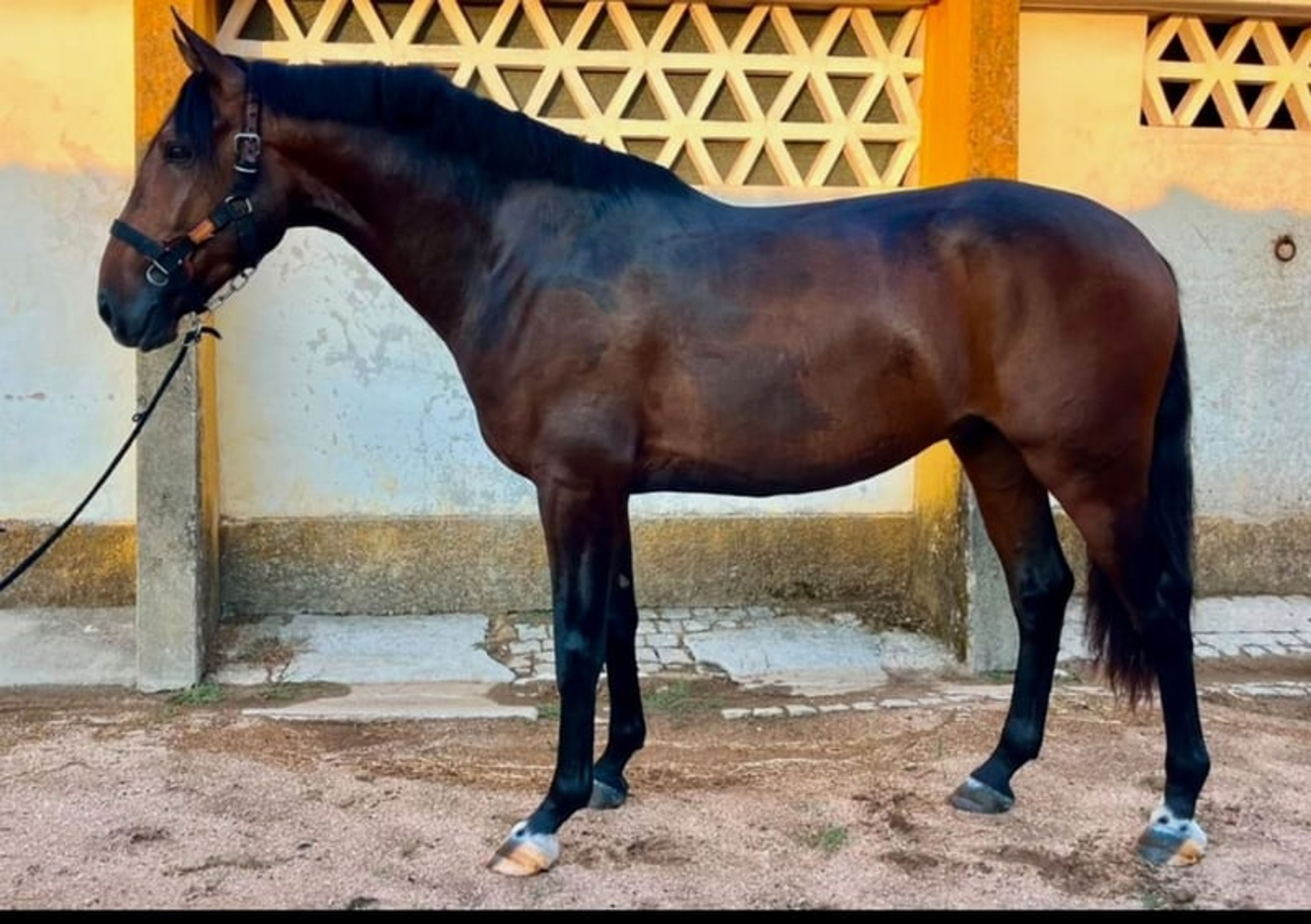 Exceptionally tall Lusitano stallion - Image 2
