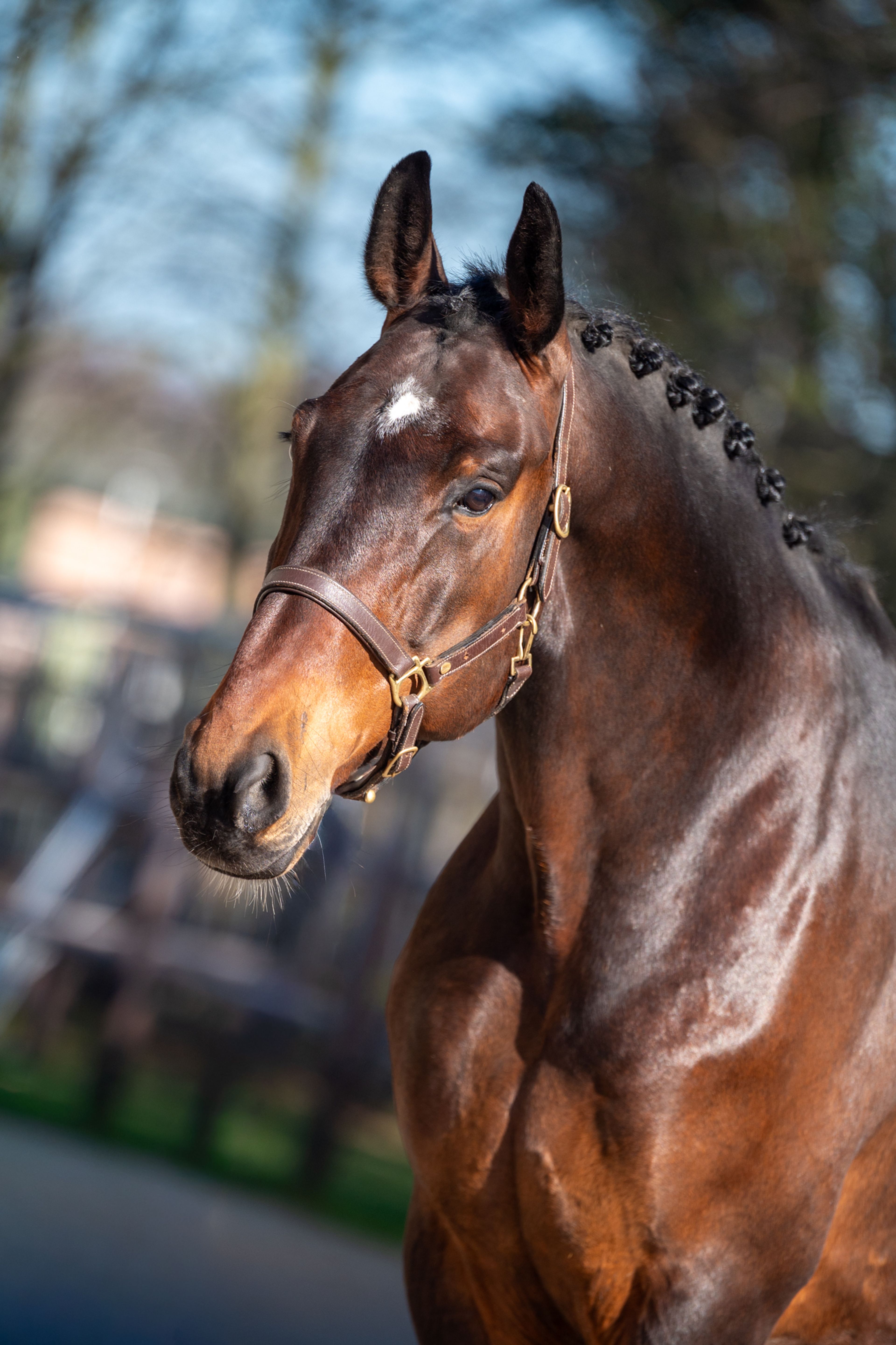 Mon Ami ☆ (FERDEAUX x CHARMEUR) - Image 2