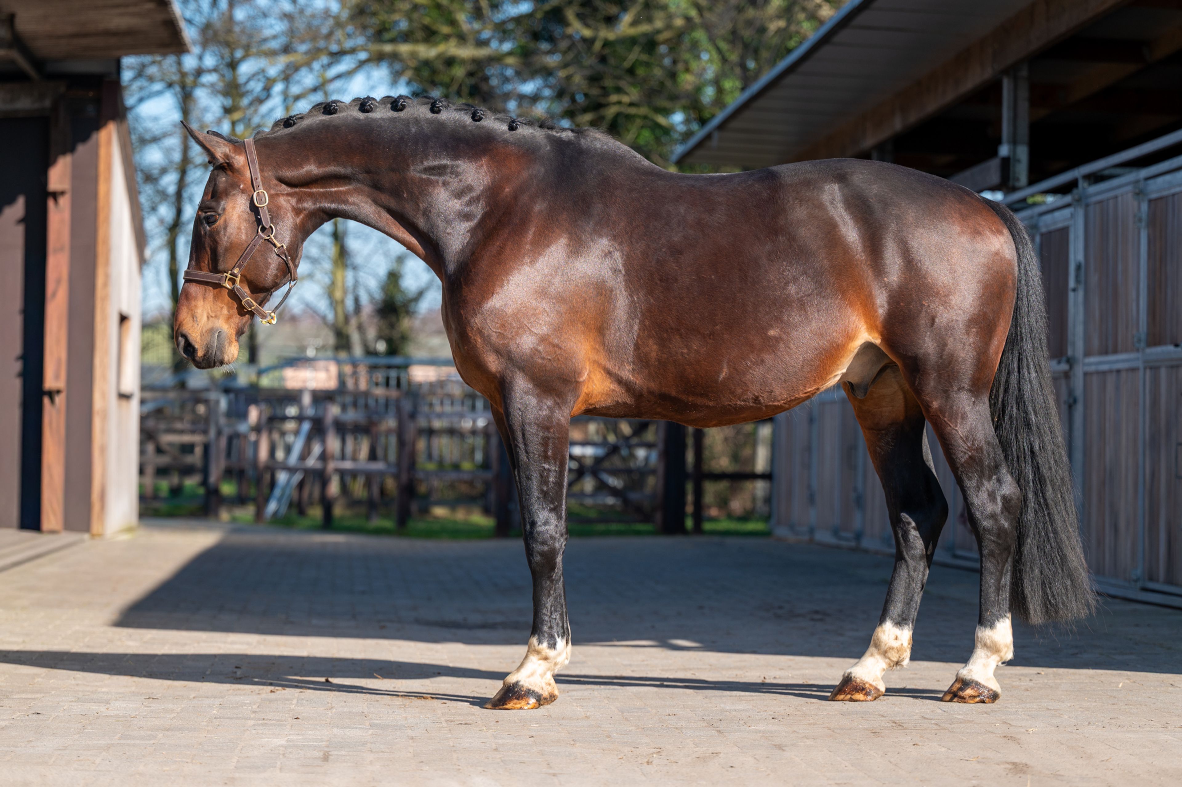 Mon Ami ☆ (FERDEAUX x CHARMEUR) - Image 3