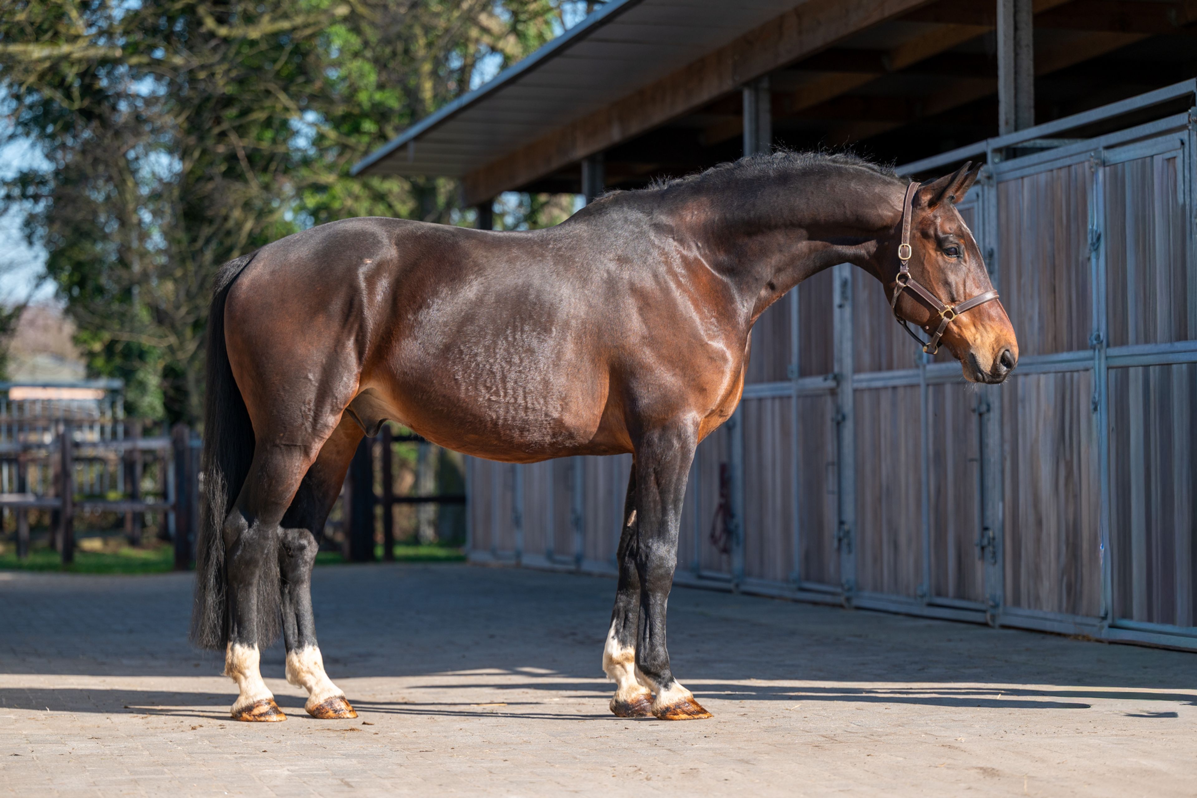 Mon Ami ☆ (FERDEAUX x CHARMEUR) - Image 4