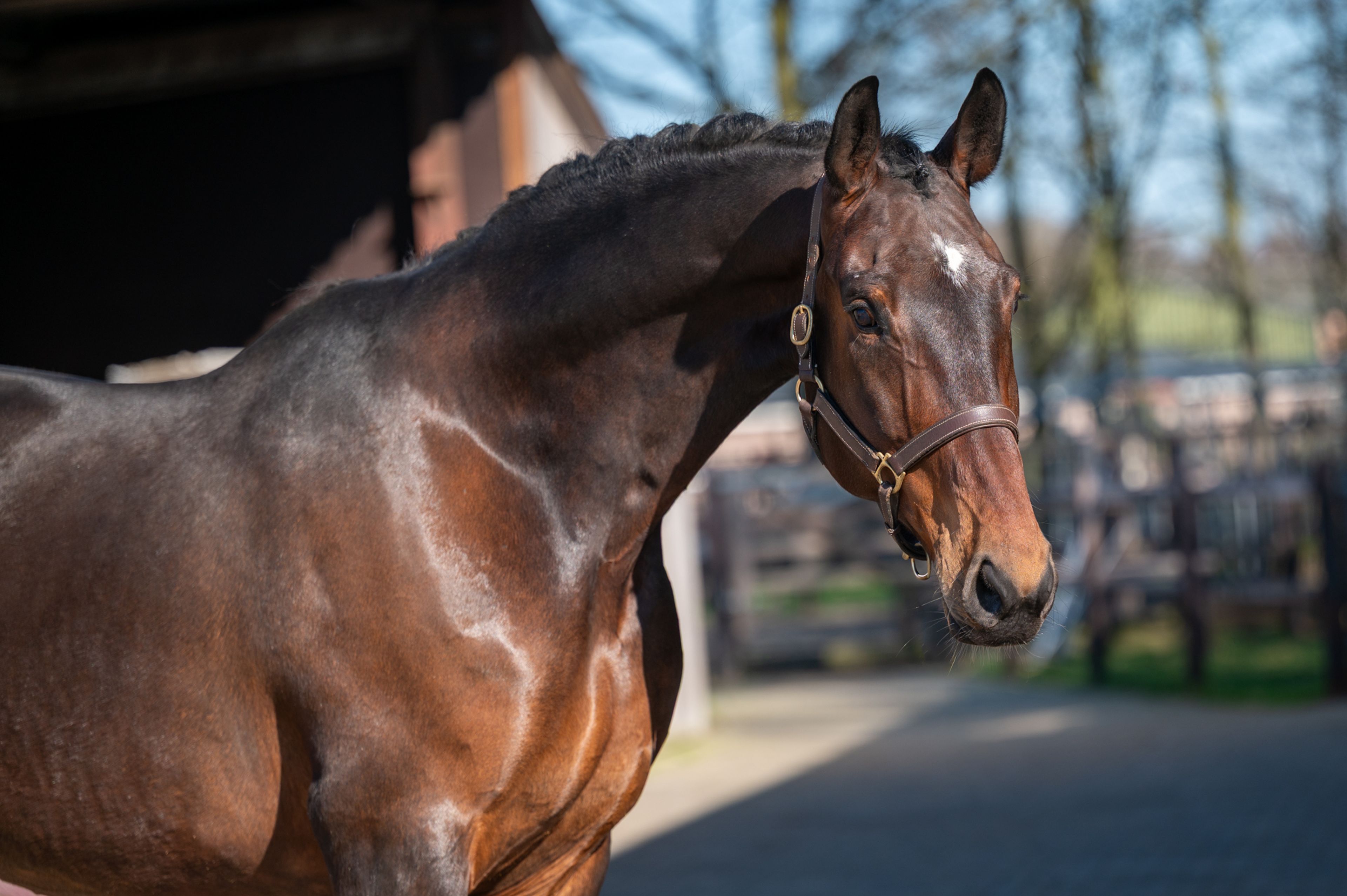 Mon Ami ☆ (FERDEAUX x CHARMEUR) - Image 5