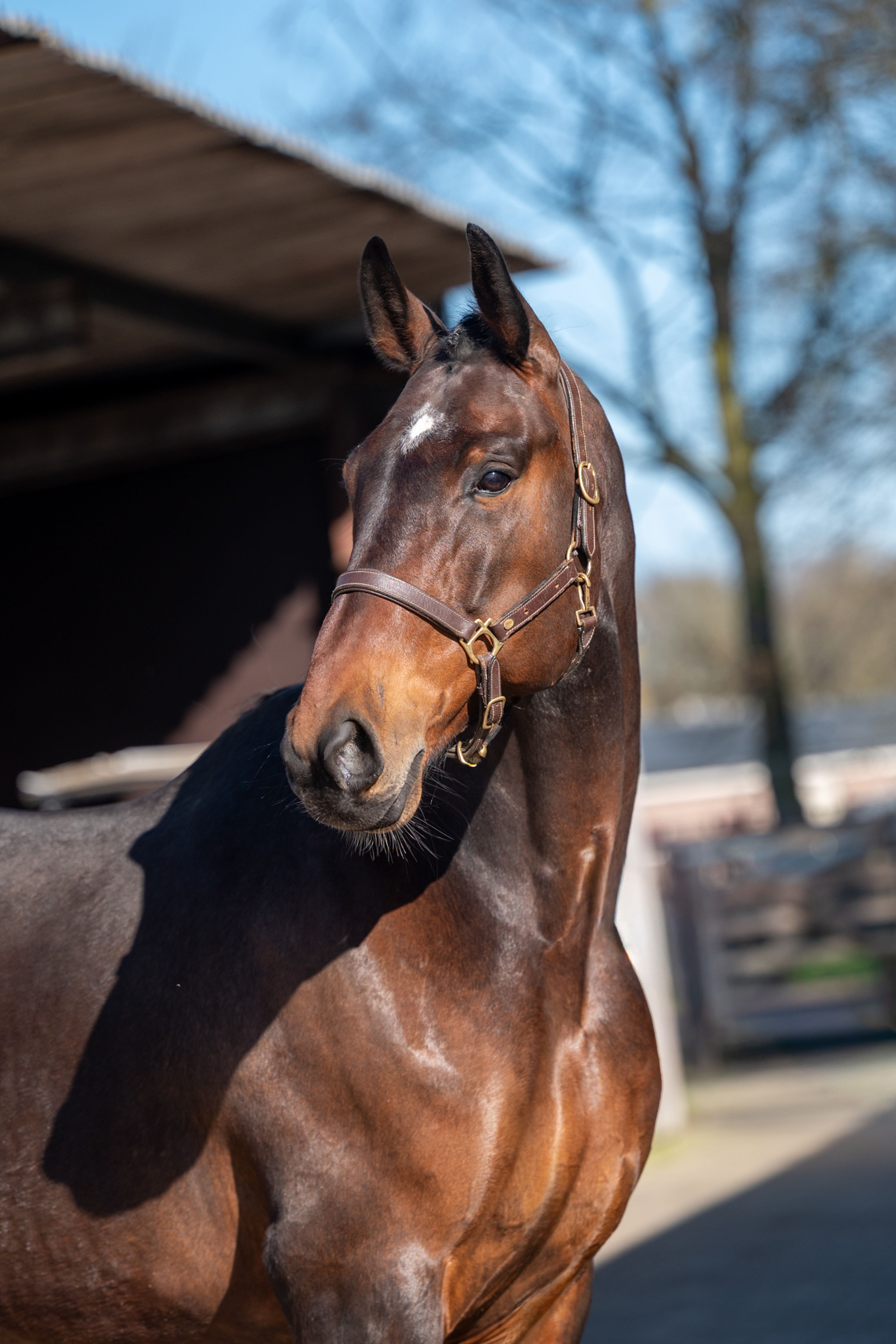 Mon Ami ☆ (FERDEAUX x CHARMEUR) - Image 6