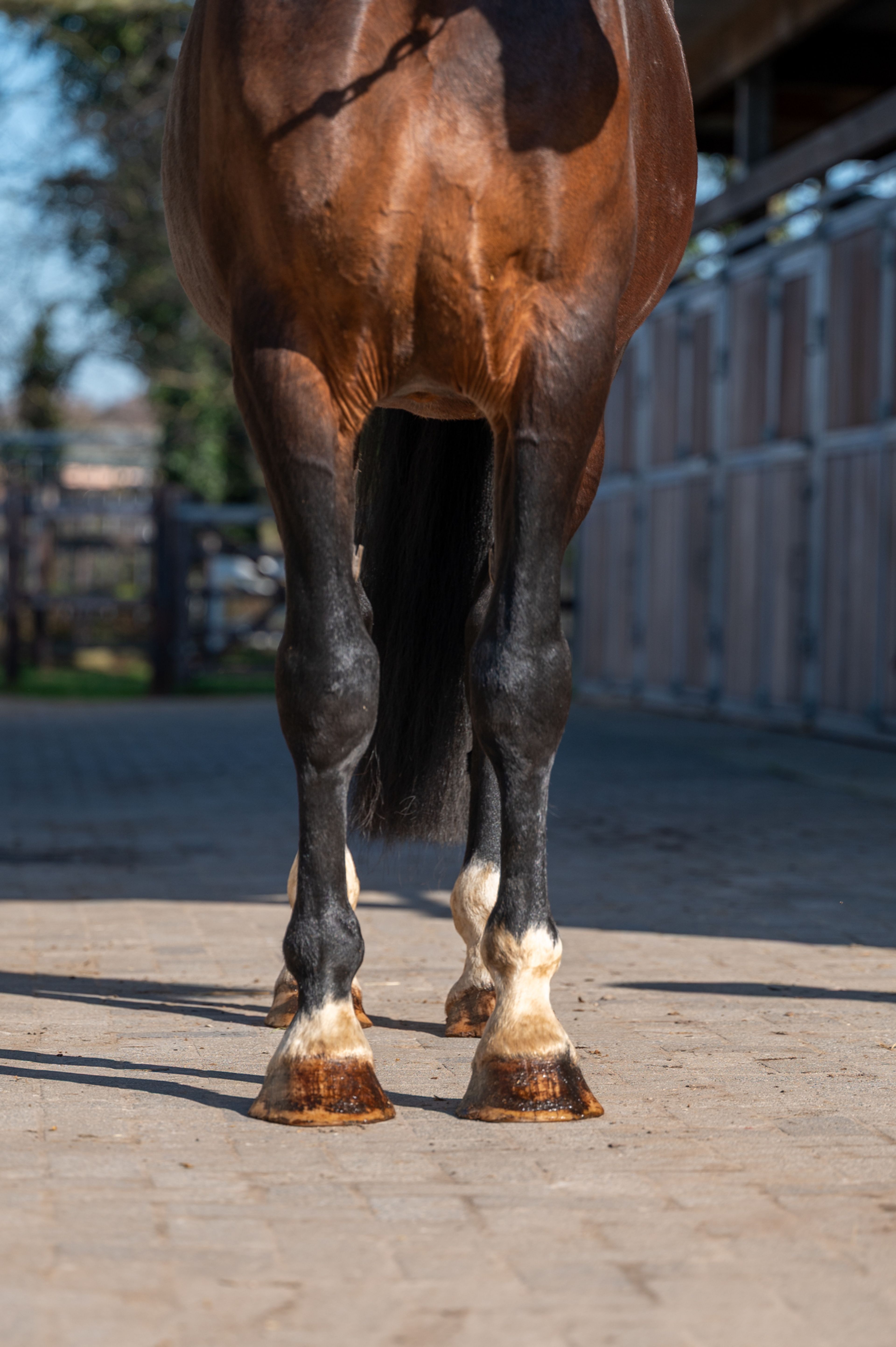 Mon Ami ☆ (FERDEAUX x CHARMEUR) - Image 7