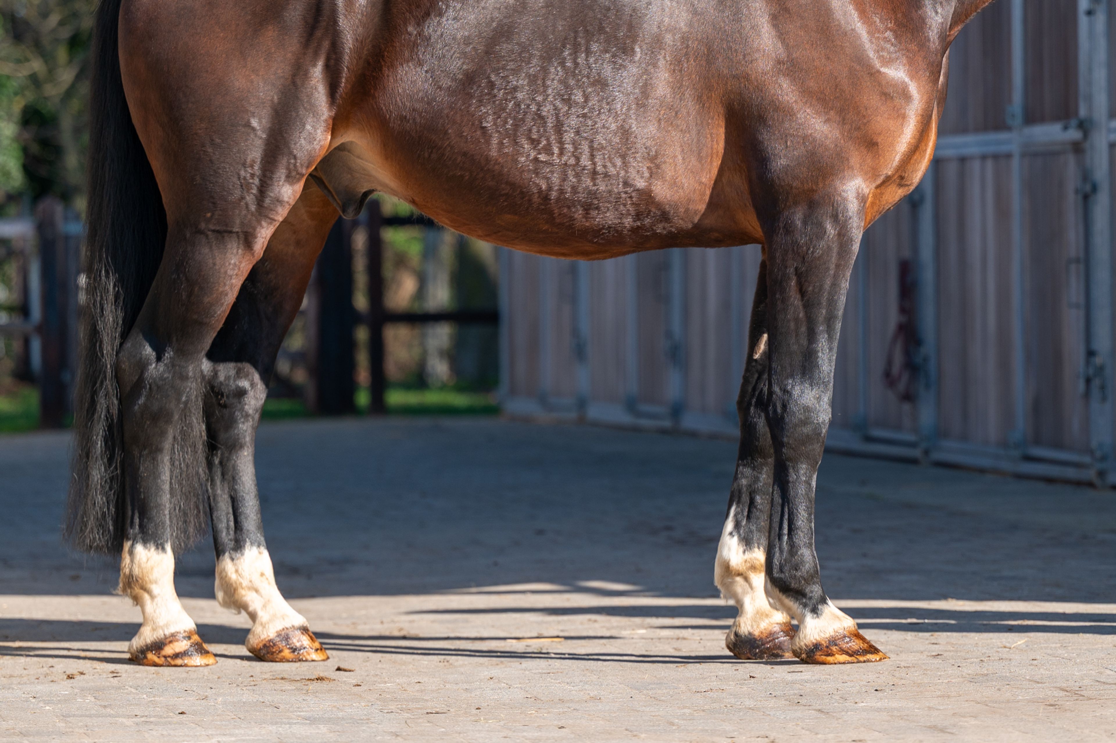 Mon Ami ☆ (FERDEAUX x CHARMEUR) - Image 9