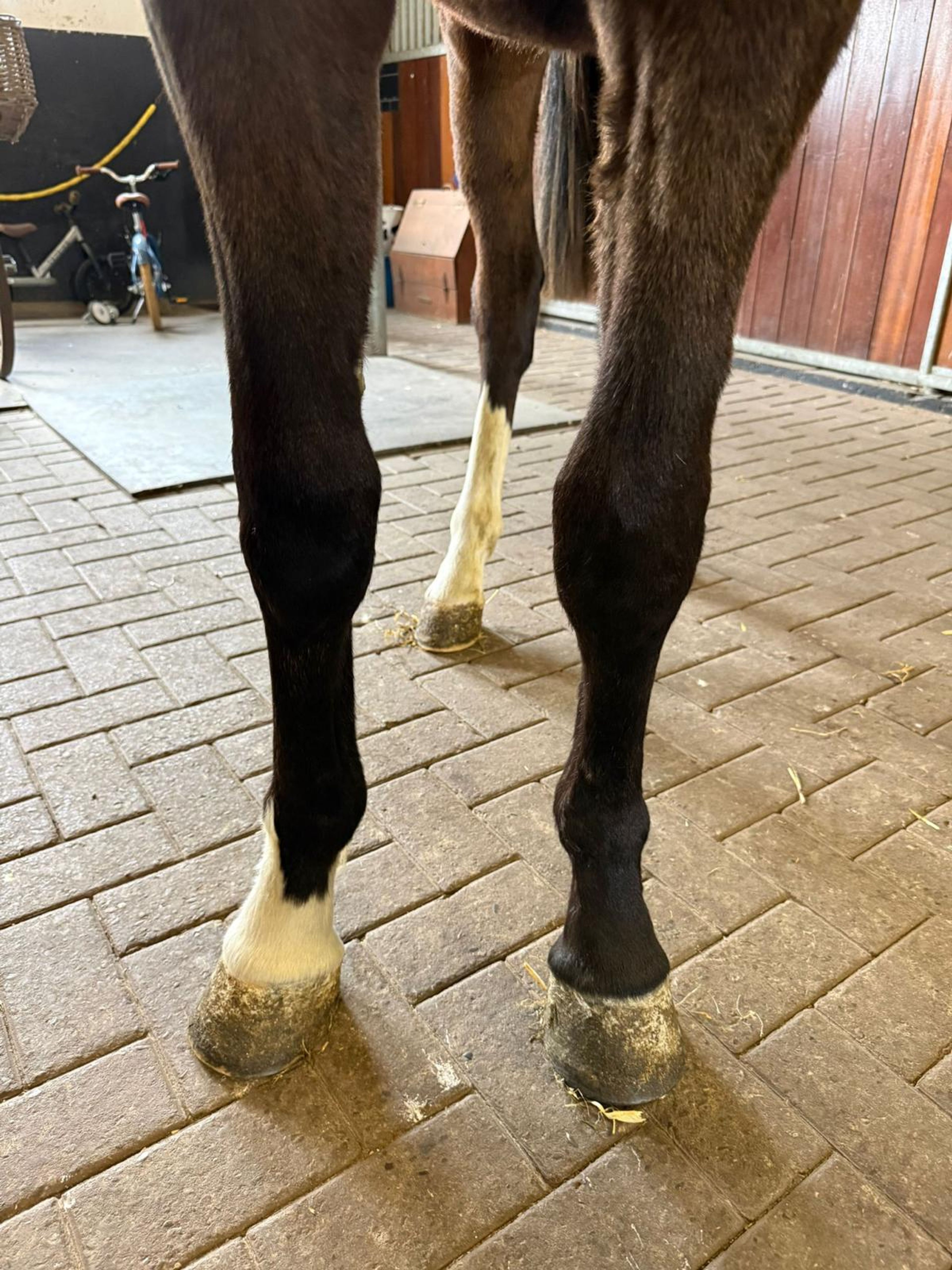 Gauloise Faswede (COOLKID x GEMINI CL XX) - Image 2