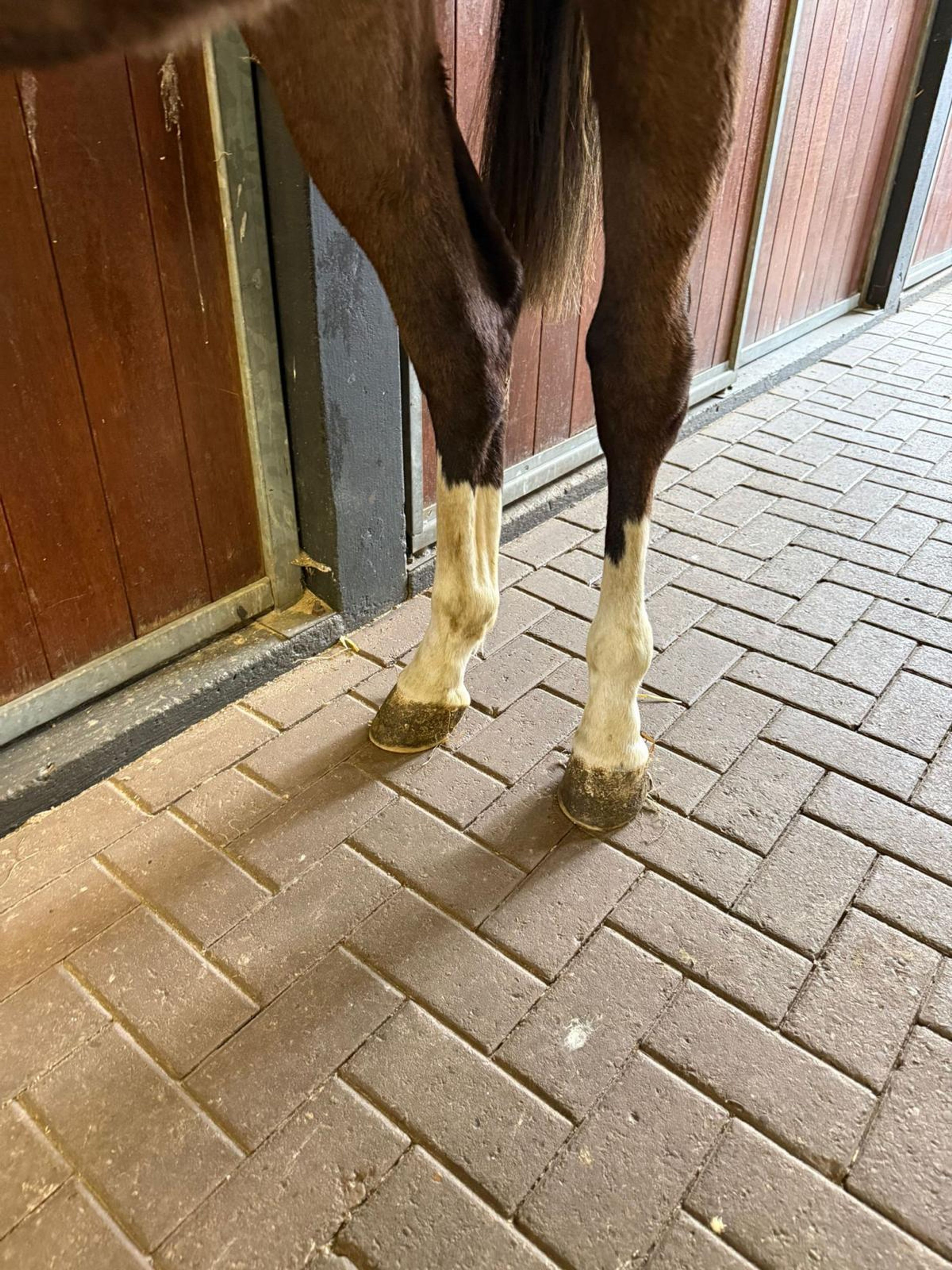 Gauloise Faswede (COOLKID x GEMINI CL XX) - Image 3