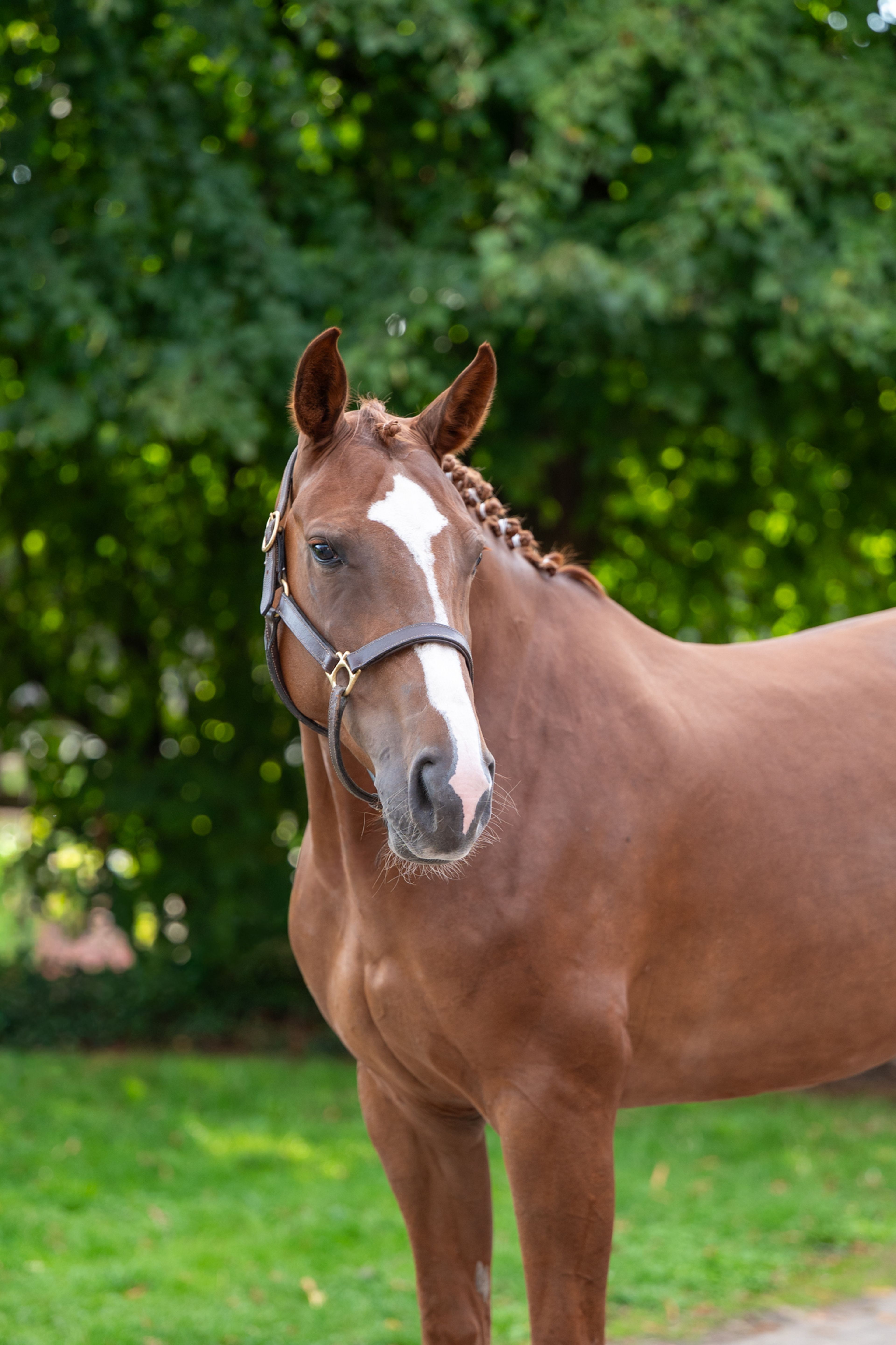 Cover Star 1919 Z (COPYCAT Z x RUBENS DU RI D'ASSE) - Image 9