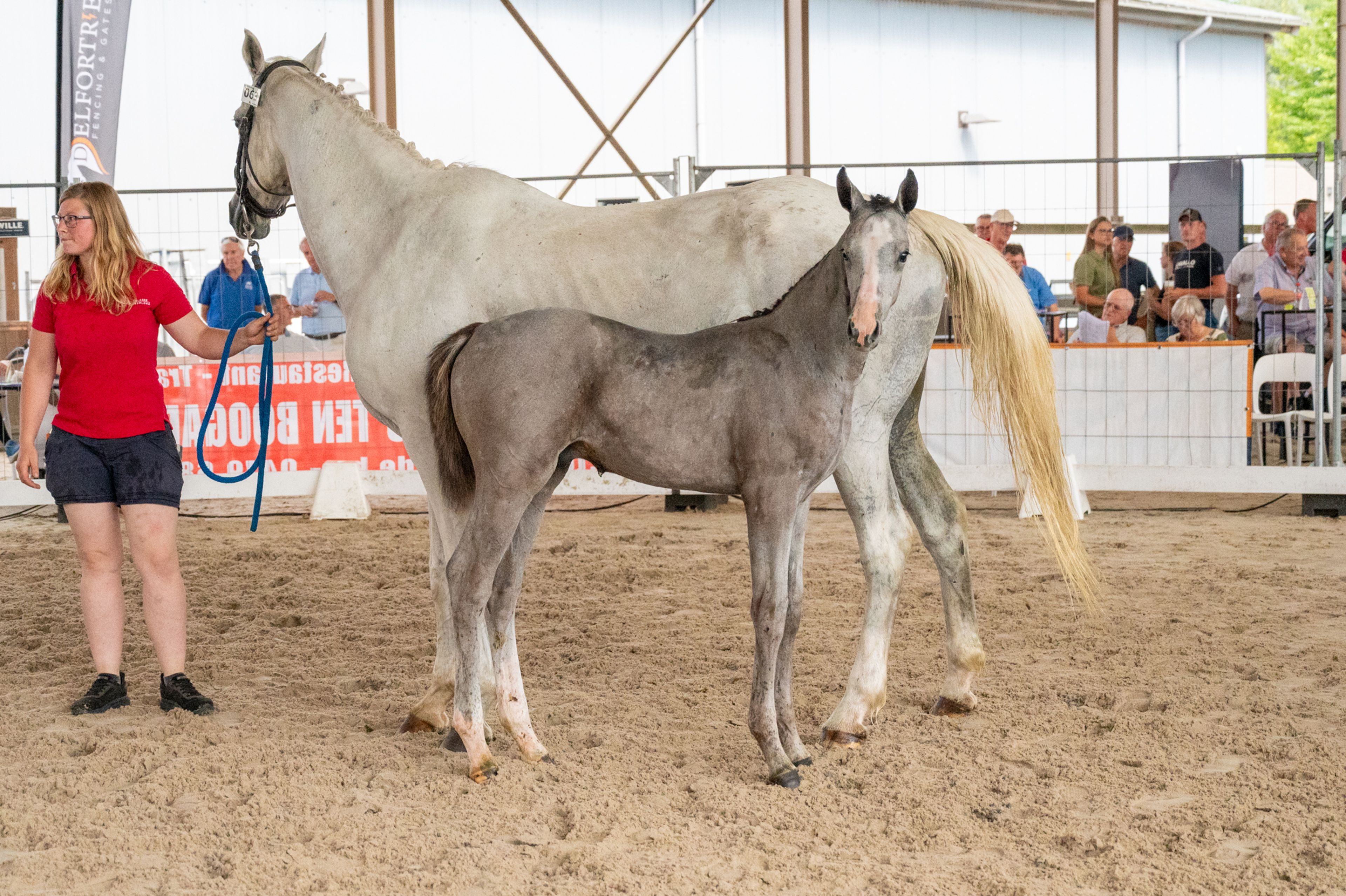 Diablo van Hof ter Linde (BREEMEERSEN DIAMOND x CORLAND) - Image 1