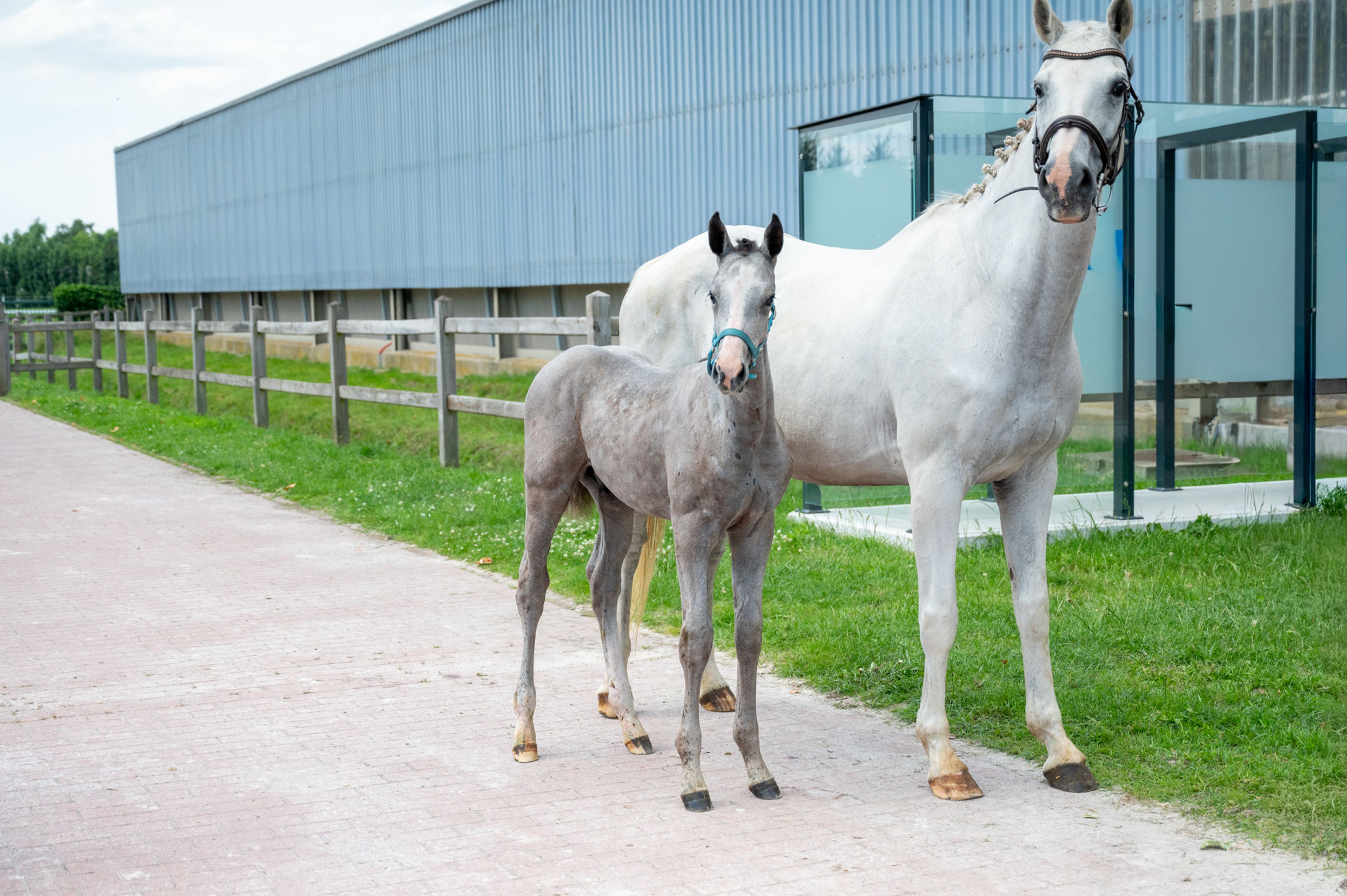 Diablo van Hof ter Linde (BREEMEERSEN DIAMOND x CORLAND) - Image 4