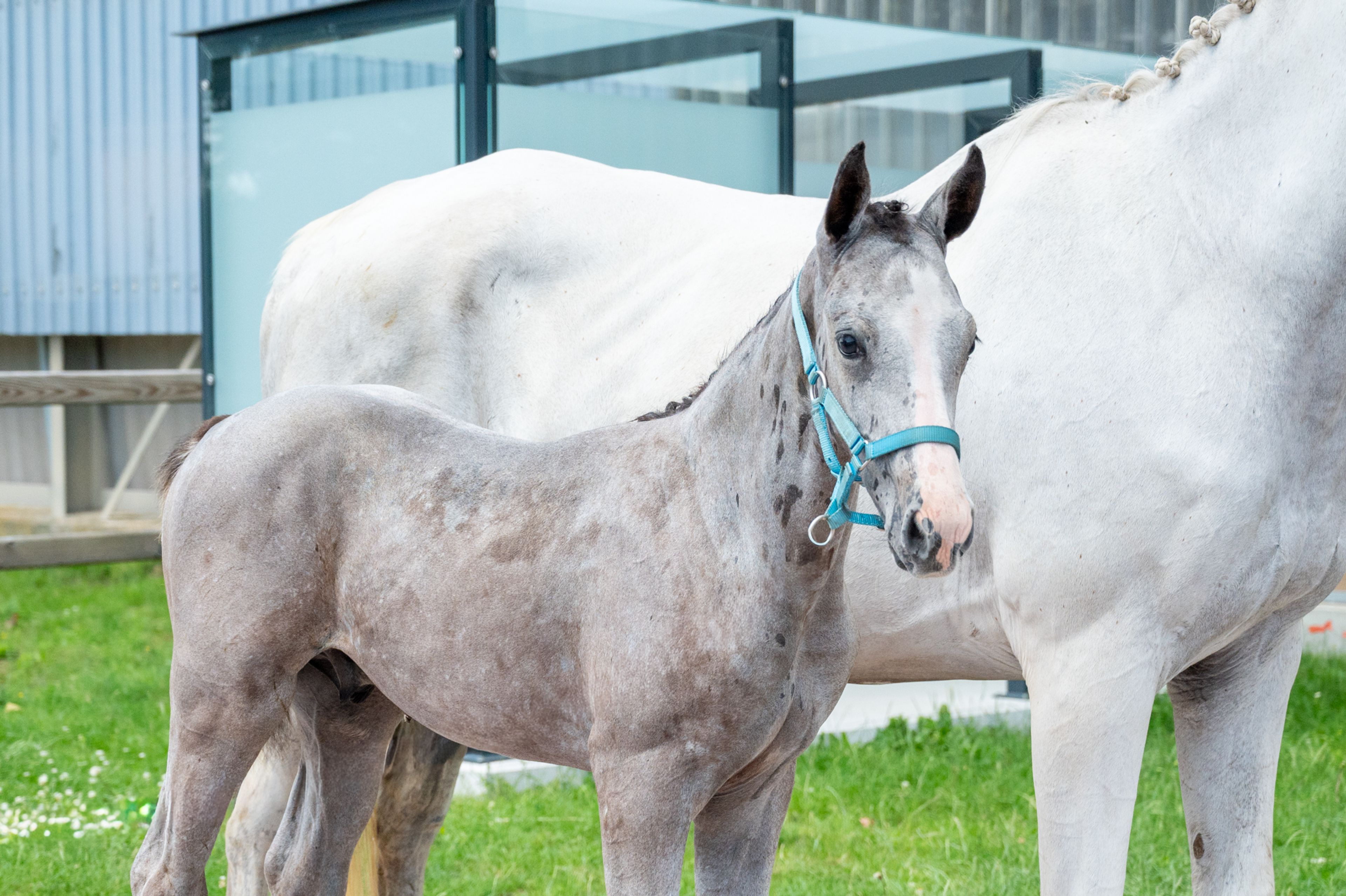 Diablo van Hof ter Linde (BREEMEERSEN DIAMOND x CORLAND) - Image 5