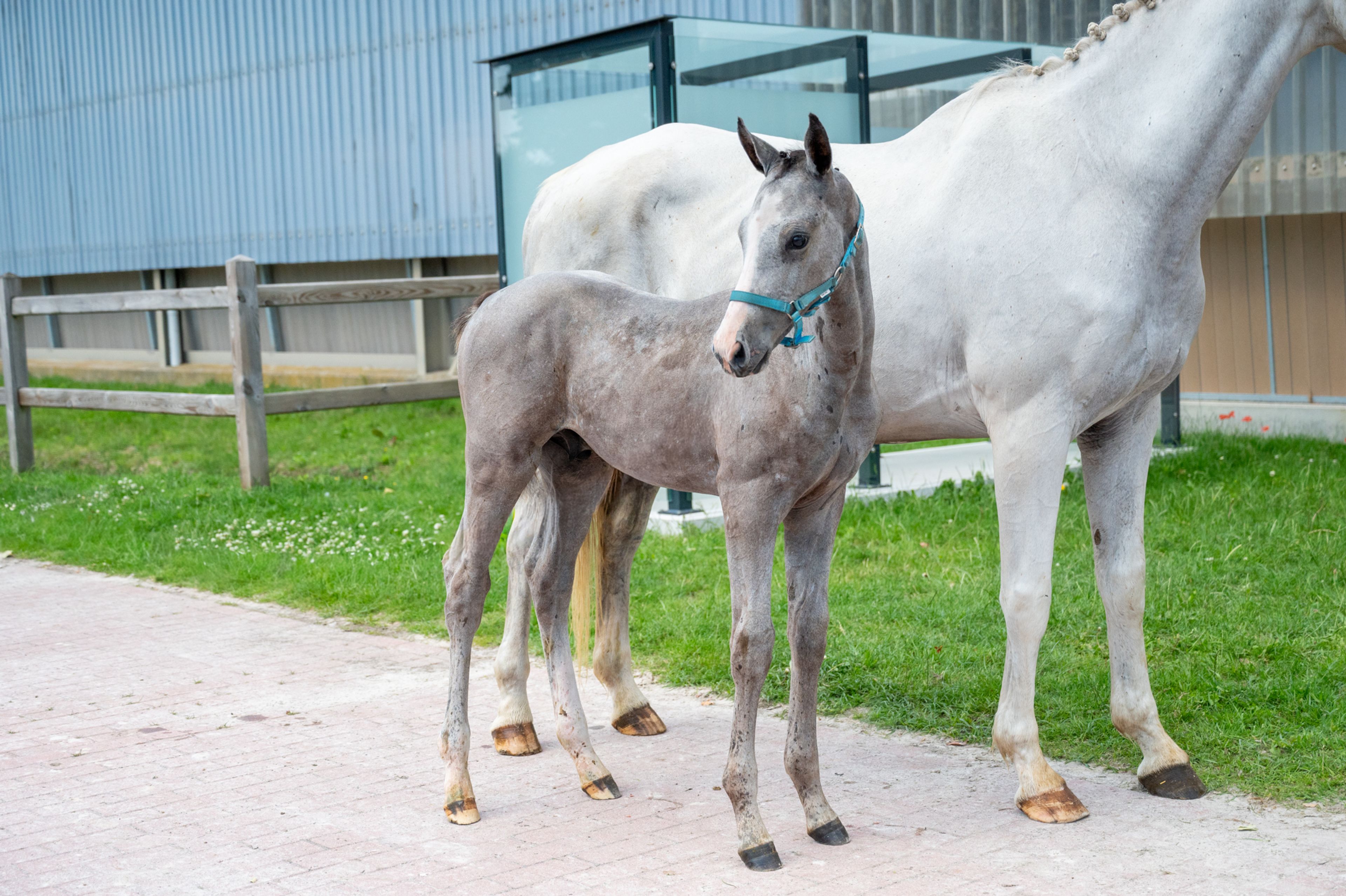 Diablo van Hof ter Linde (BREEMEERSEN DIAMOND x CORLAND) - Image 6