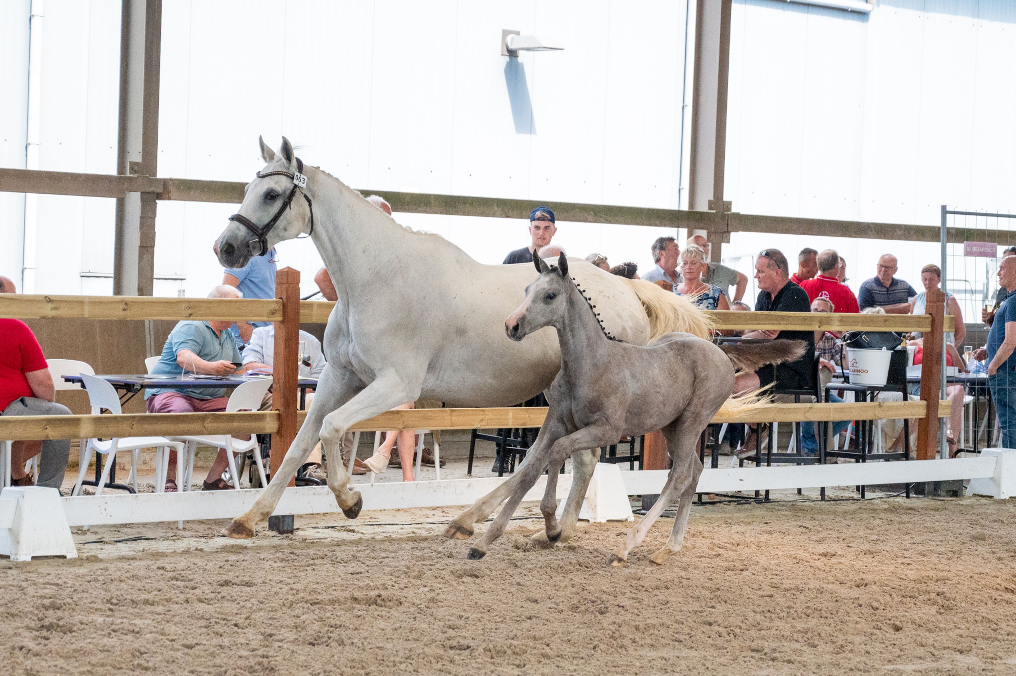 Diablo van Hof ter Linde (BREEMEERSEN DIAMOND x CORLAND) - Image 9