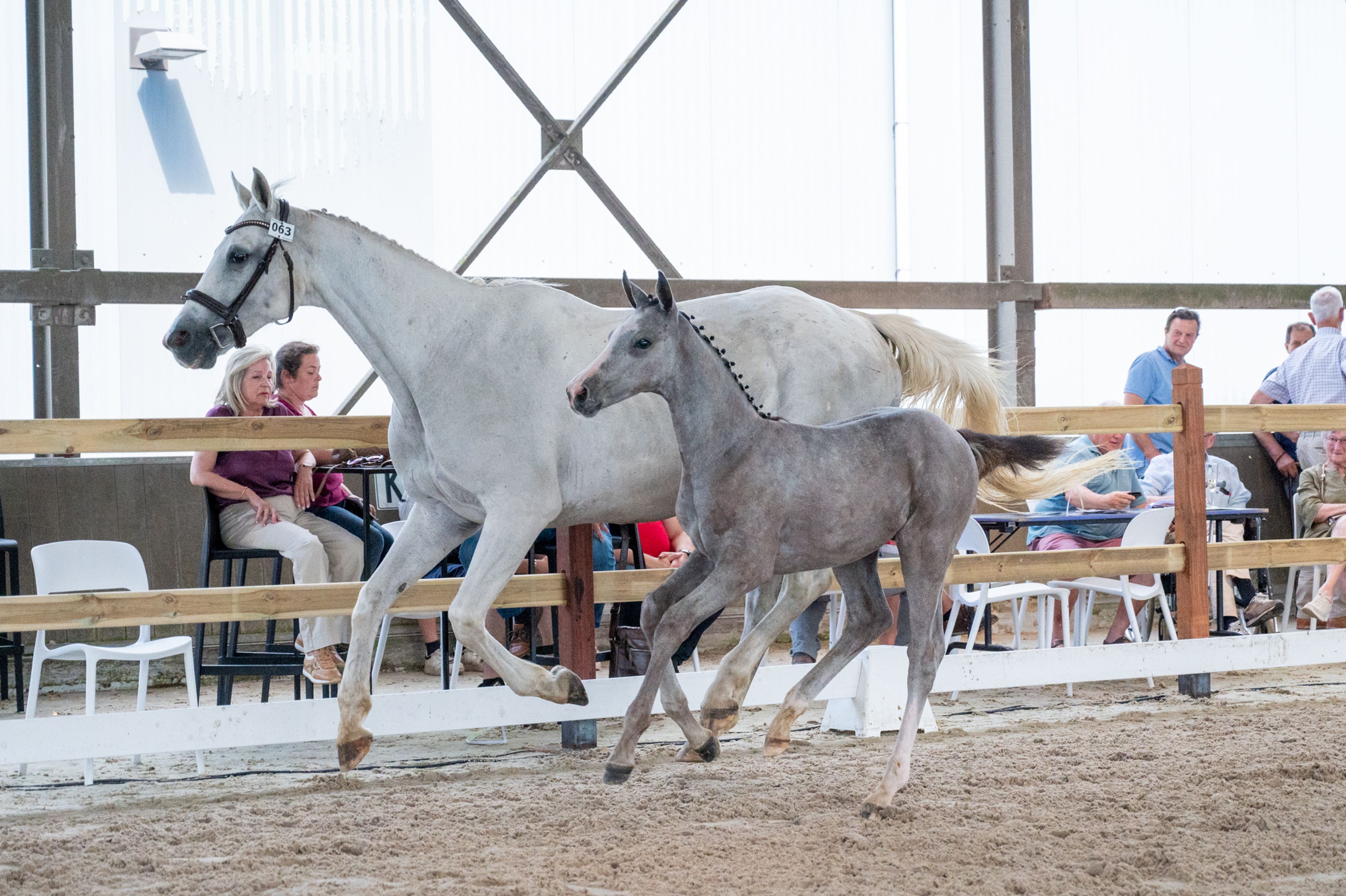 Diablo van Hof ter Linde (BREEMEERSEN DIAMOND x CORLAND) - Image 10